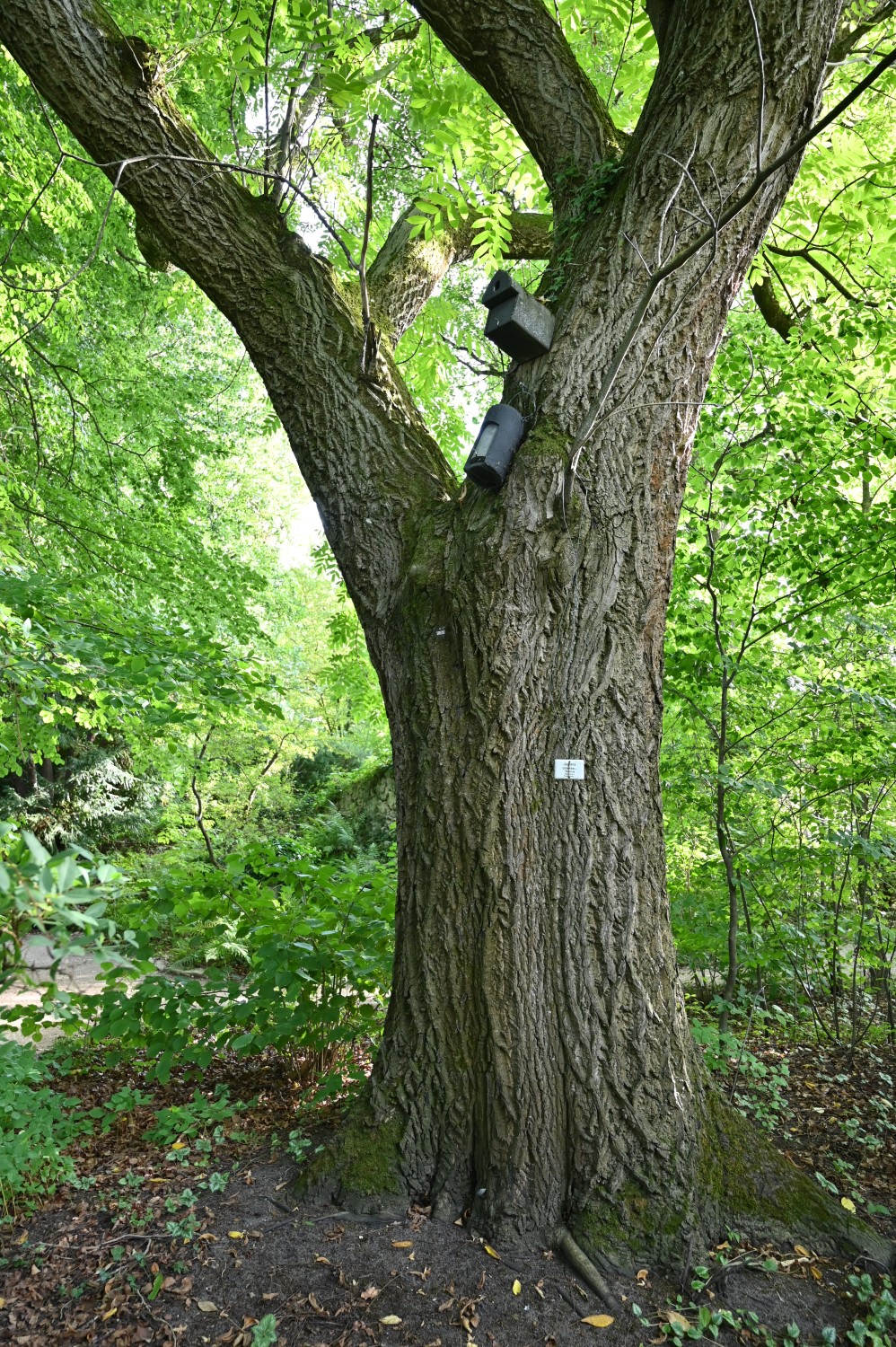 Juglans cinerea - Erlangen, Botanischer Garten - September 2025