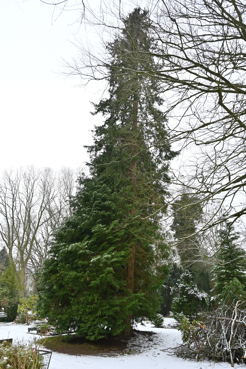 Chamaecyparis lawsoniana