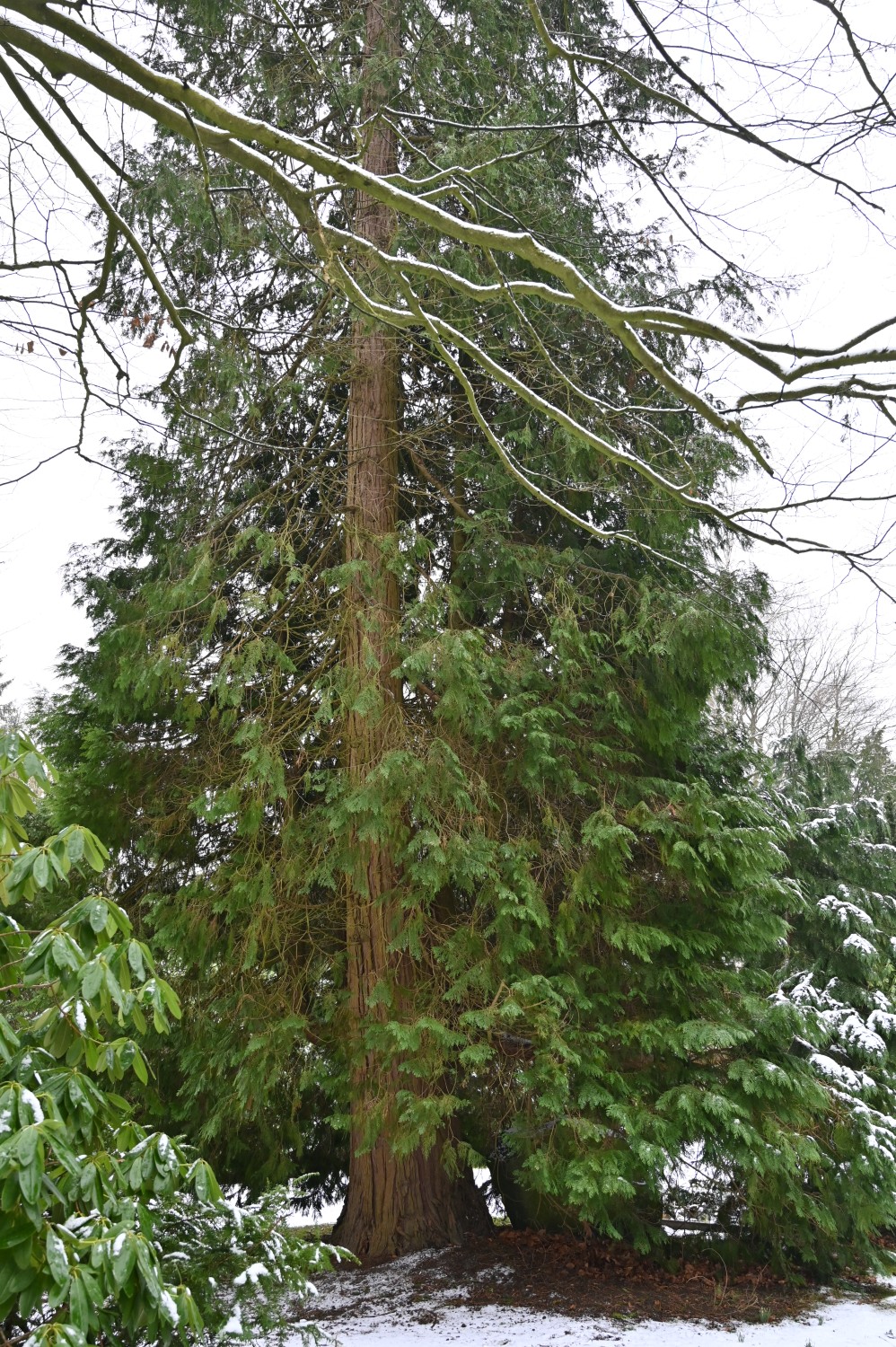 Chamaecyparis lawsoniana - Kiel, Südfriedhof - Februar 2025