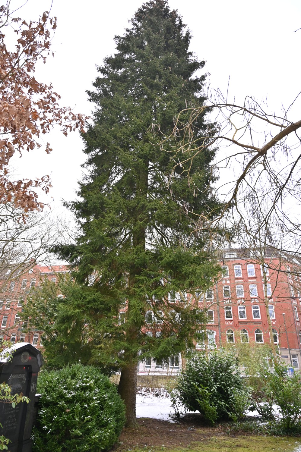 orientalis Picea