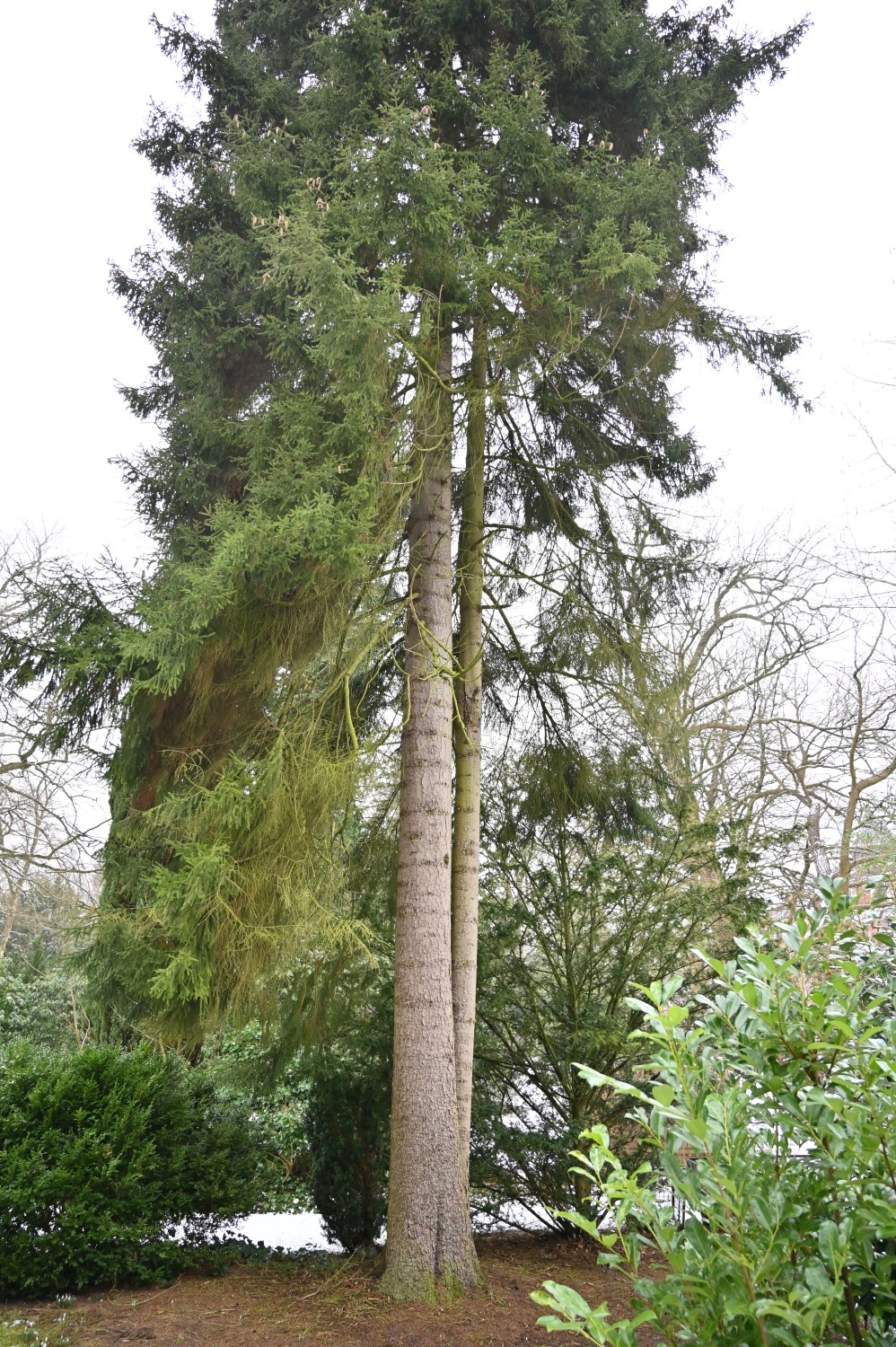 Picea orientalis - Kiel, Südfriedhof - Februar 2025