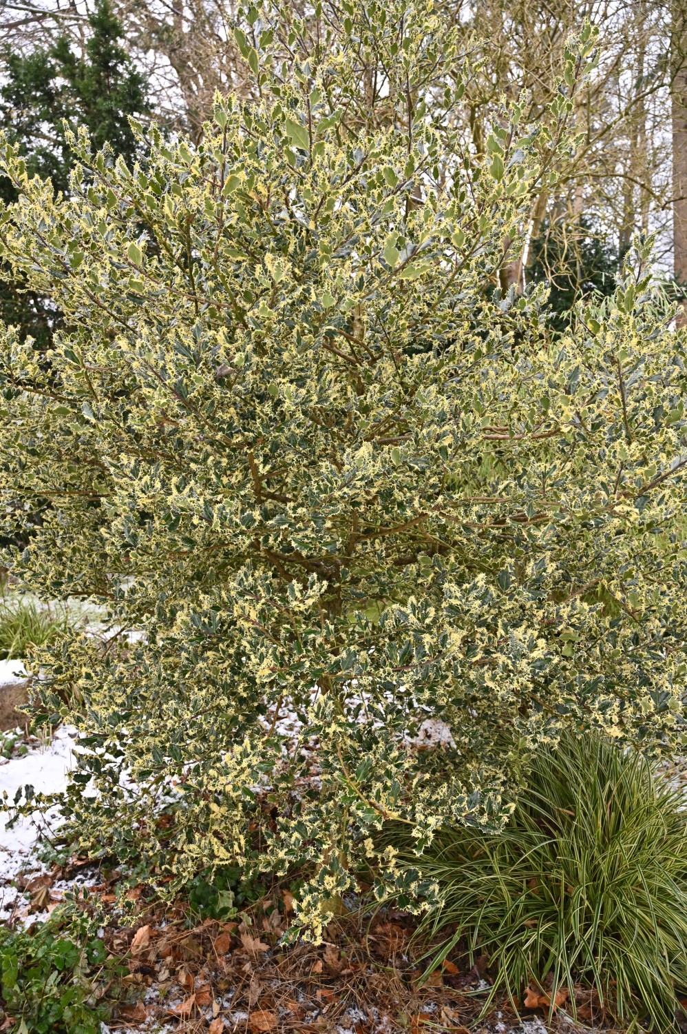 'Ferox Argentea' aquifolium Ilex