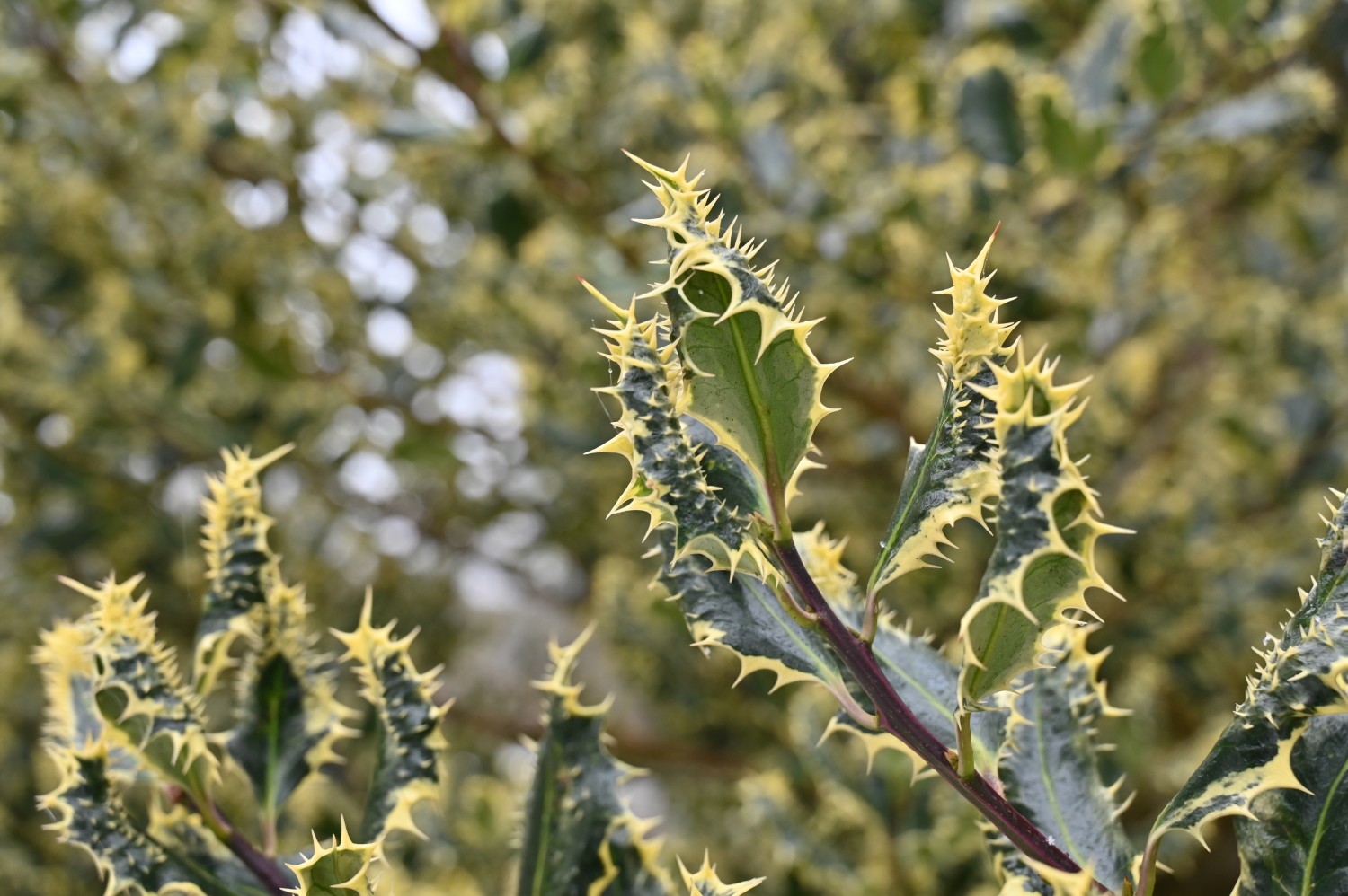 Ilex aquifolium 'Ferox Argentea' - Kiel, Südfriedhof - Februar 2025