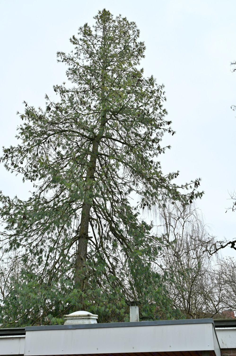 Pinus wallichiana