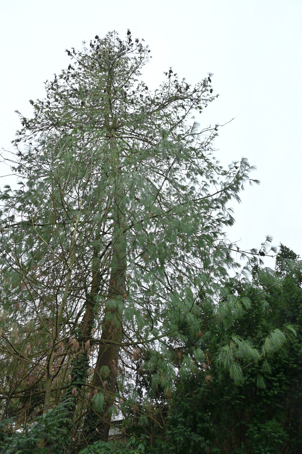 Pinus wallichiana - Kiel, Südfriedhof - Februar 2025