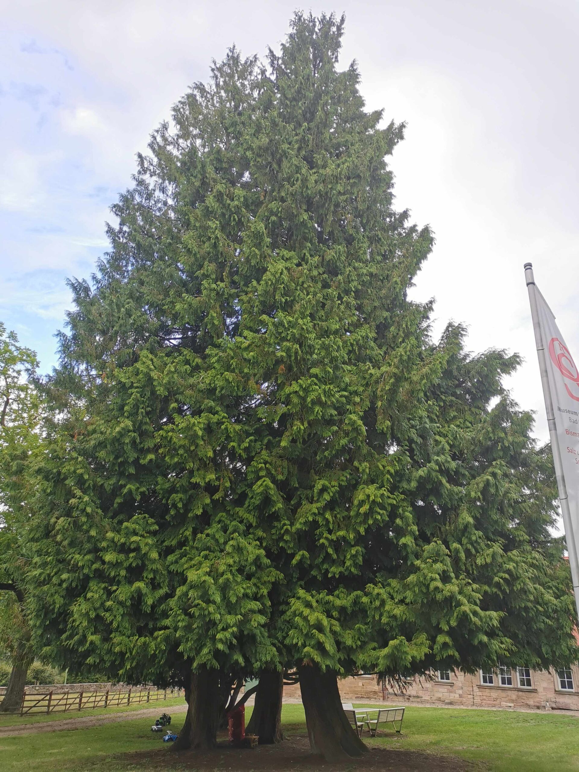 Chamaecyparis lawsoniana - Bad Kissingen - September 2025