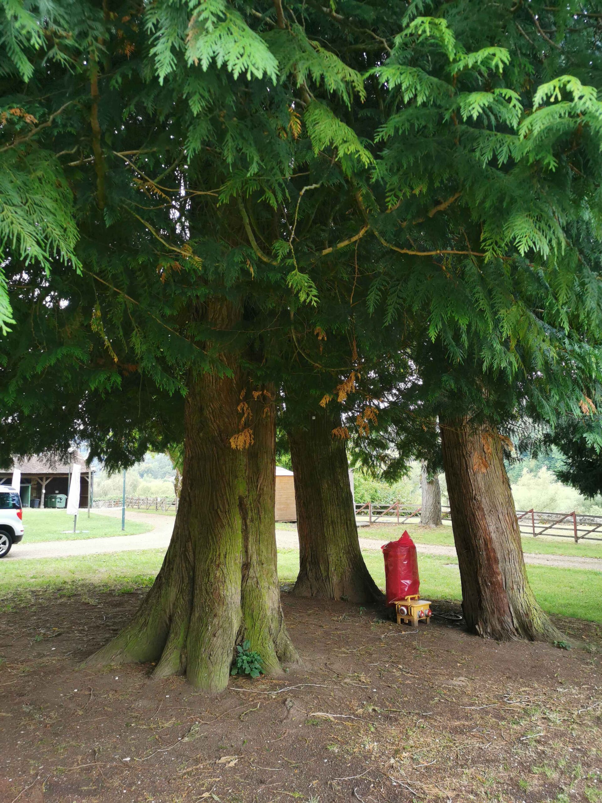 Chamaecyparis lawsoniana - Bad Kissingen - September 2025