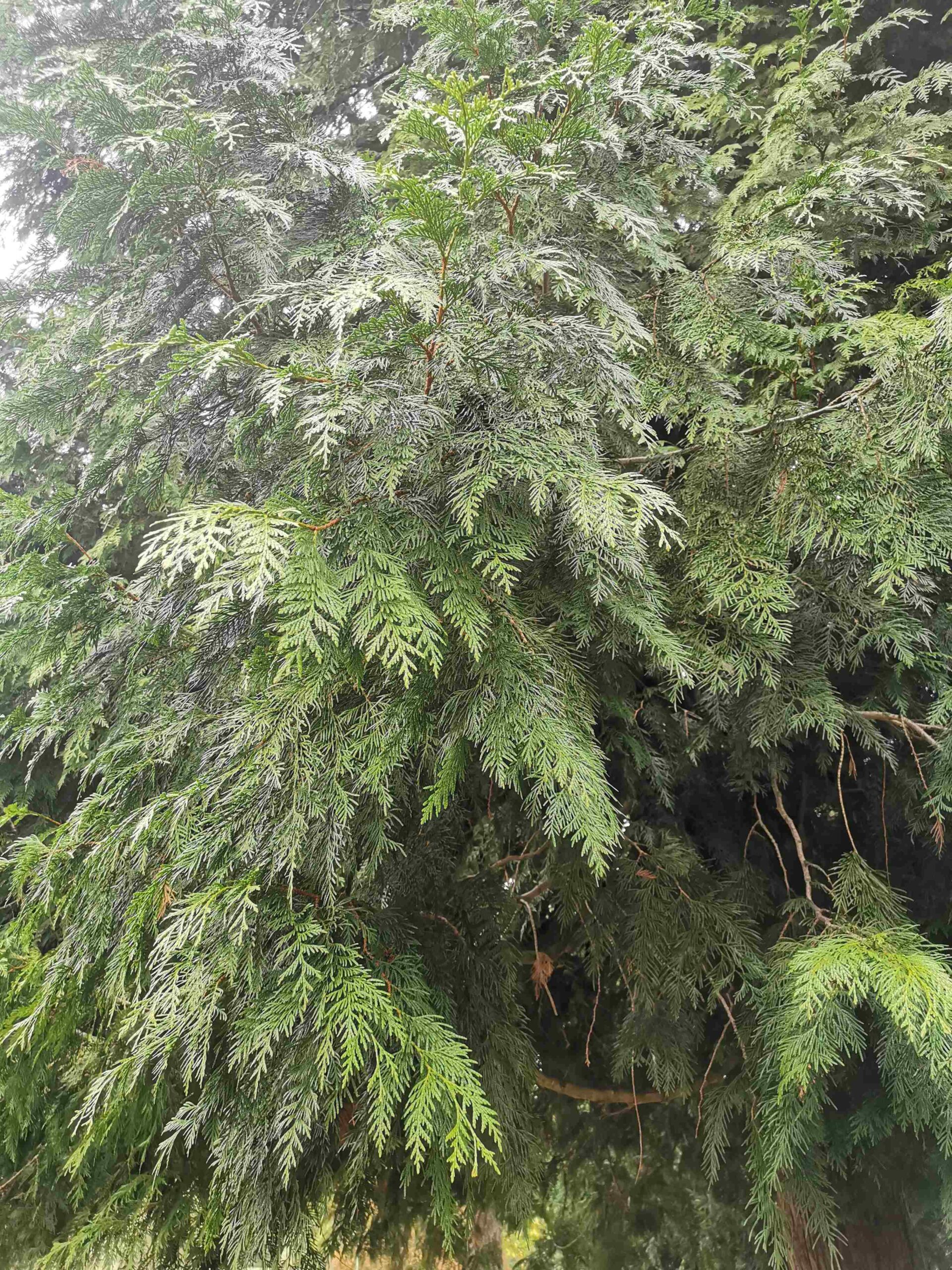 Chamaecyparis lawsoniana - Bad Kissingen - September 2025