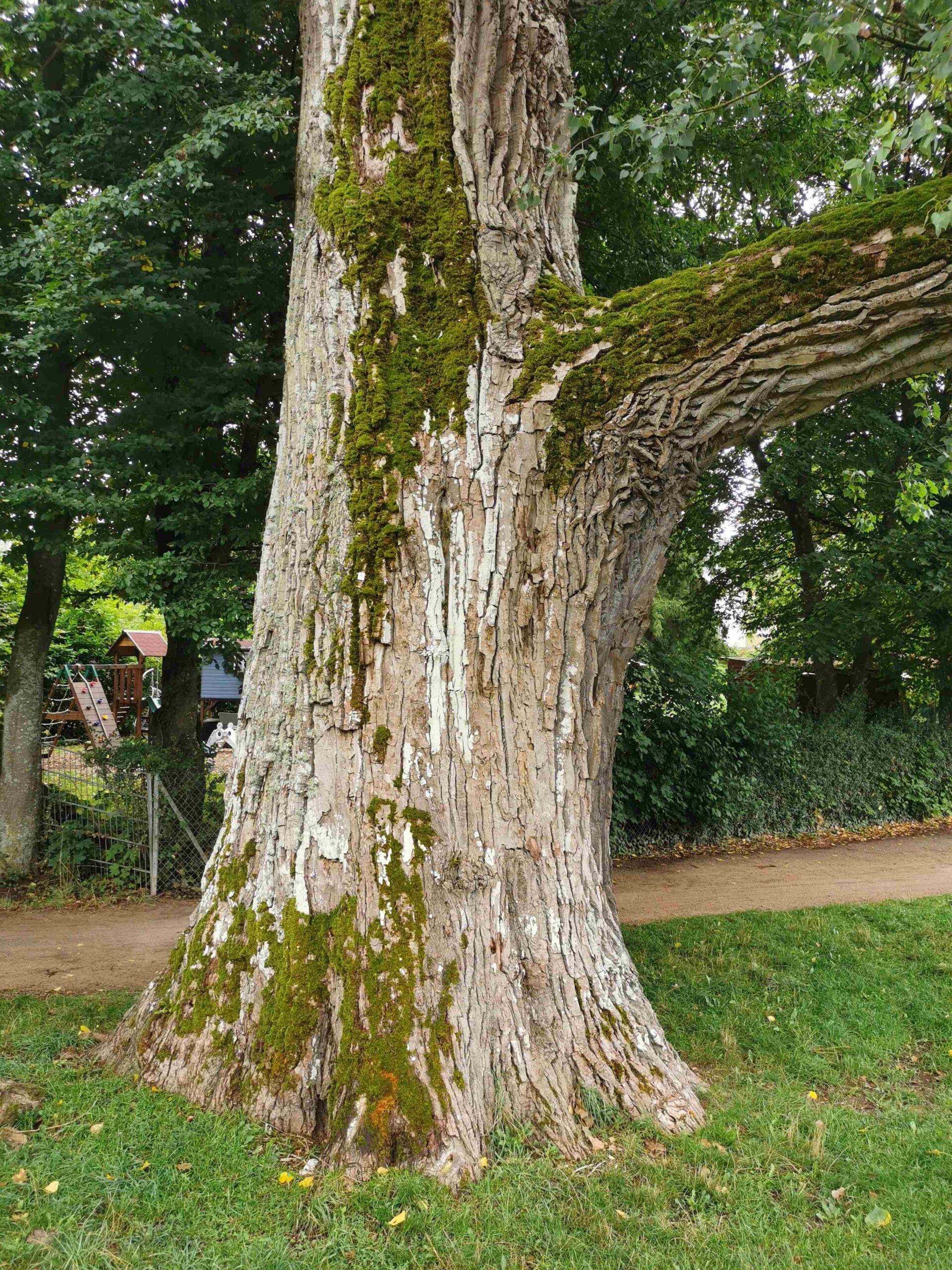 Populus × canadensis - Bad Kissingen - September 2025