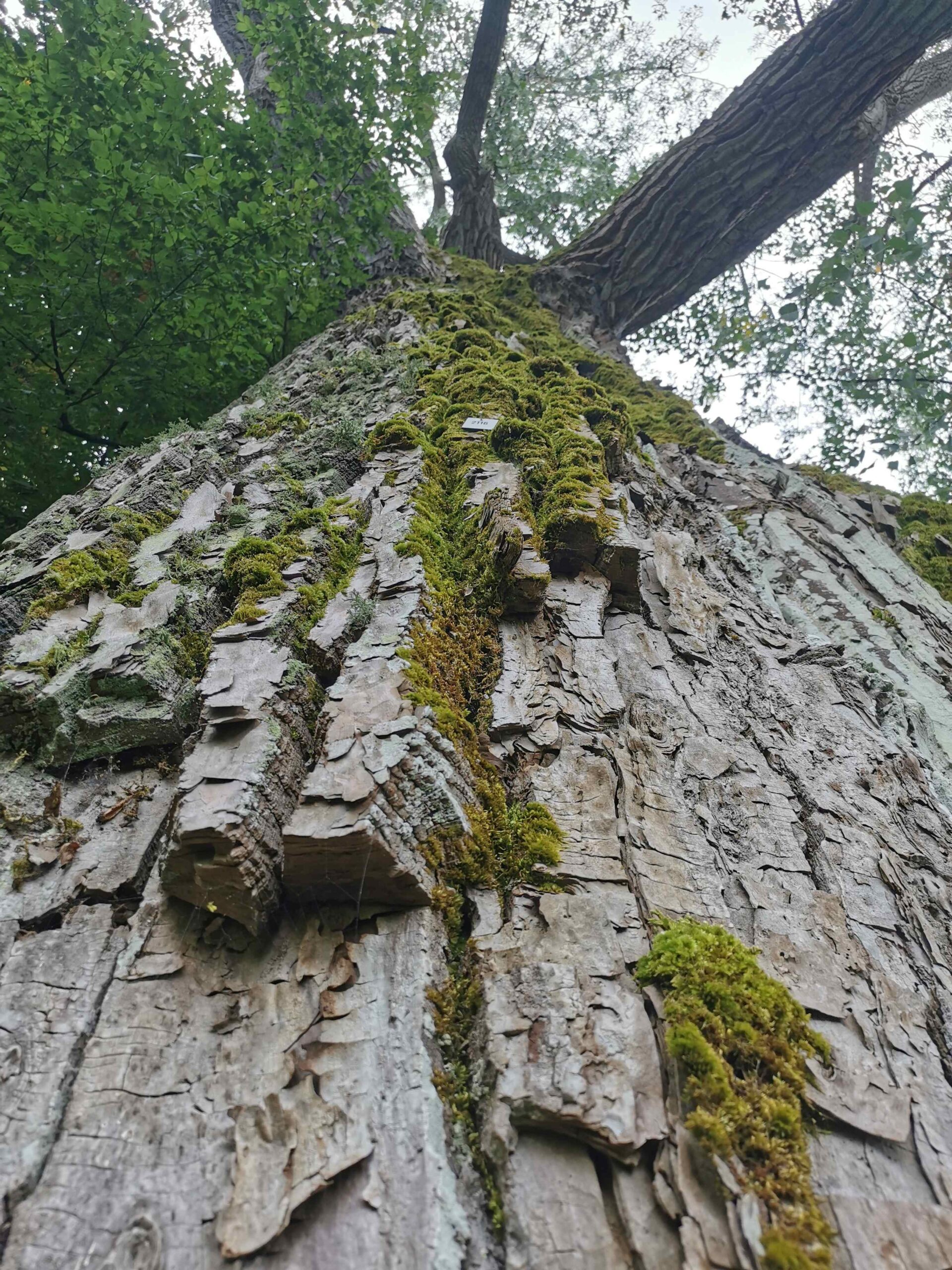 Populus × canadensis - Bad Kissingen - September 2025