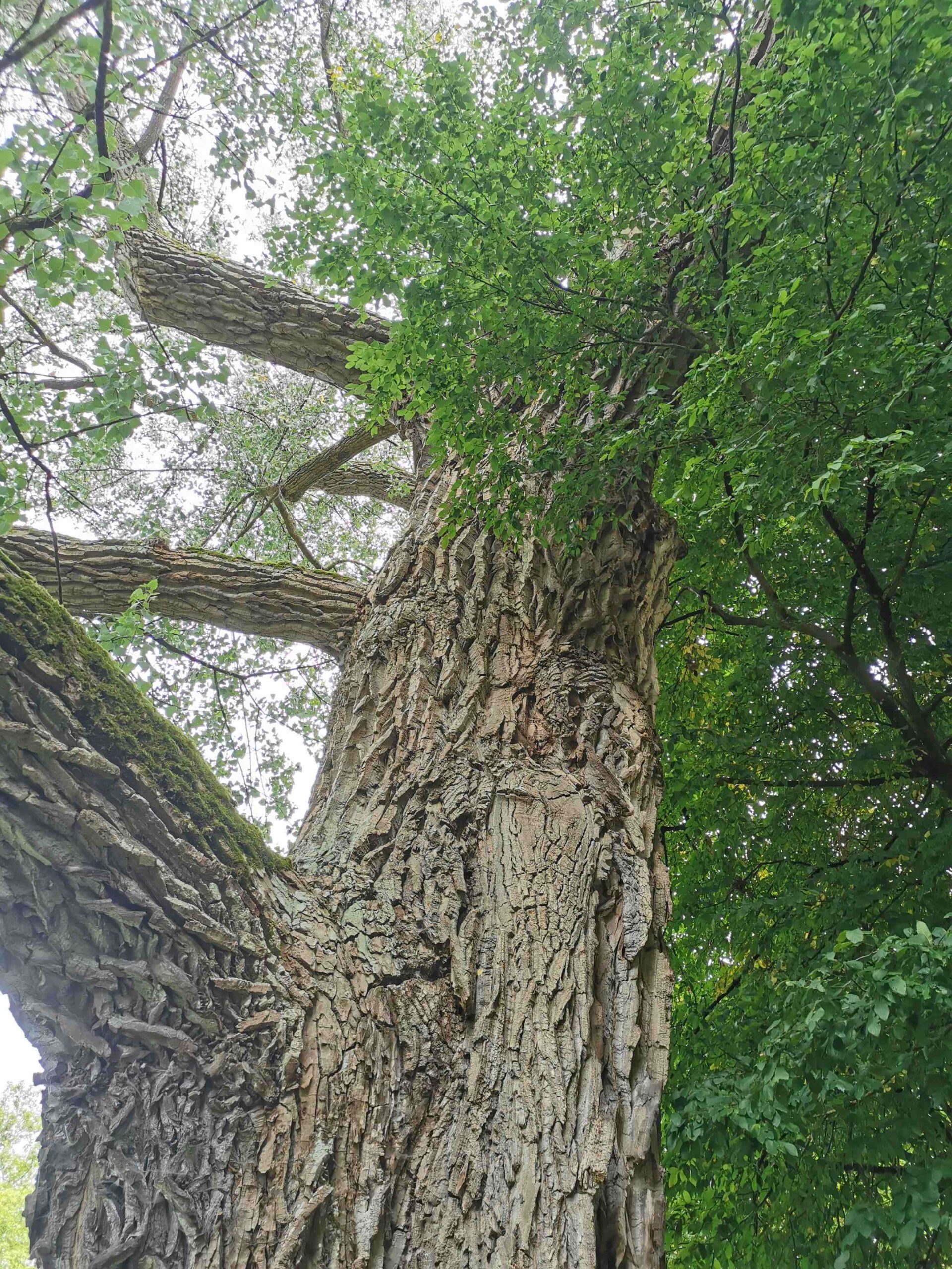 Populus × canadensis - Bad Kissingen - September 2025