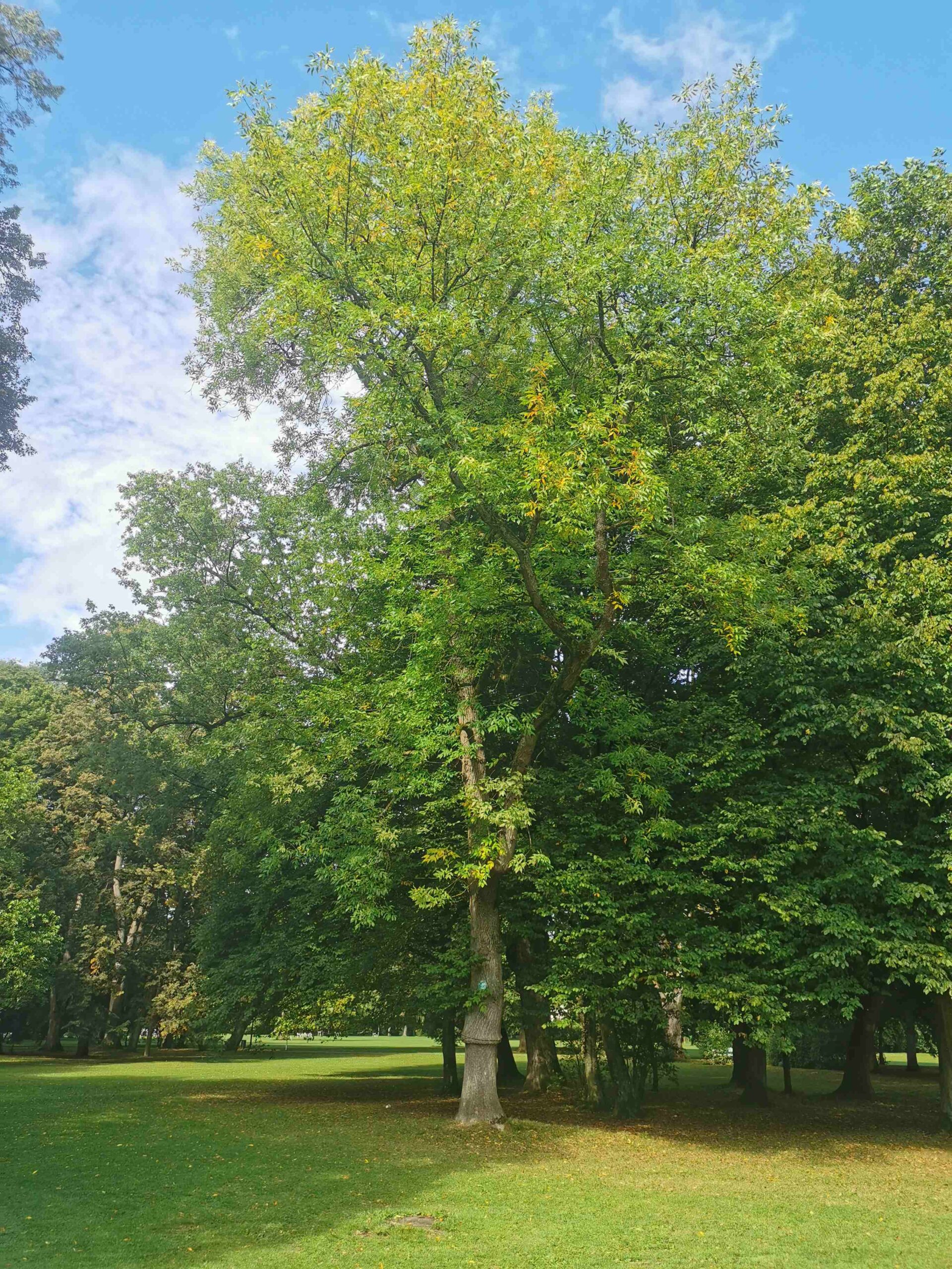 Fraxinus pennsylvanica 'Aucubaefolia' - Bad Kissingen - September 2025