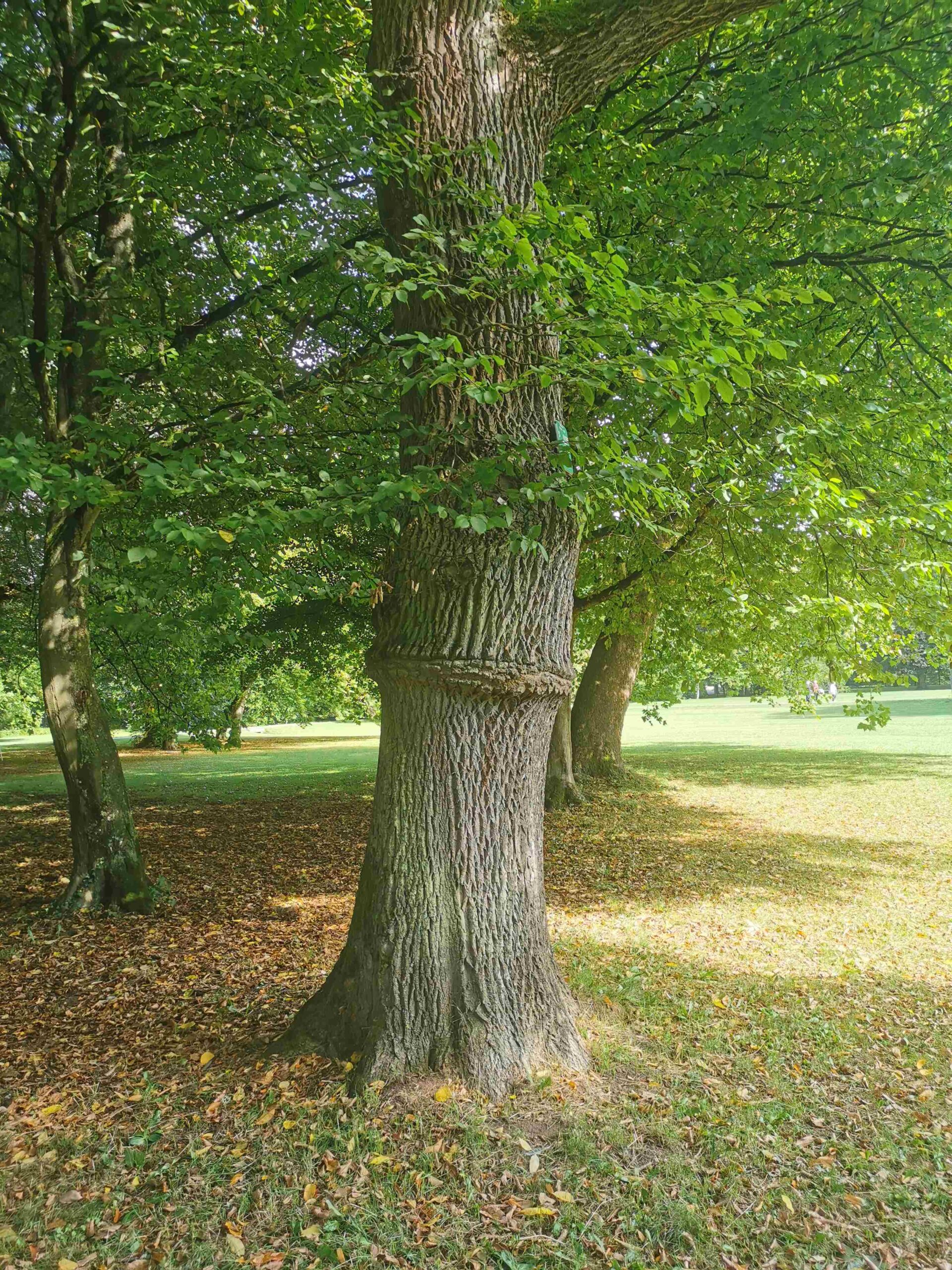 Fraxinus pennsylvanica 'Aucubaefolia' - Bad Kissingen - September 2025