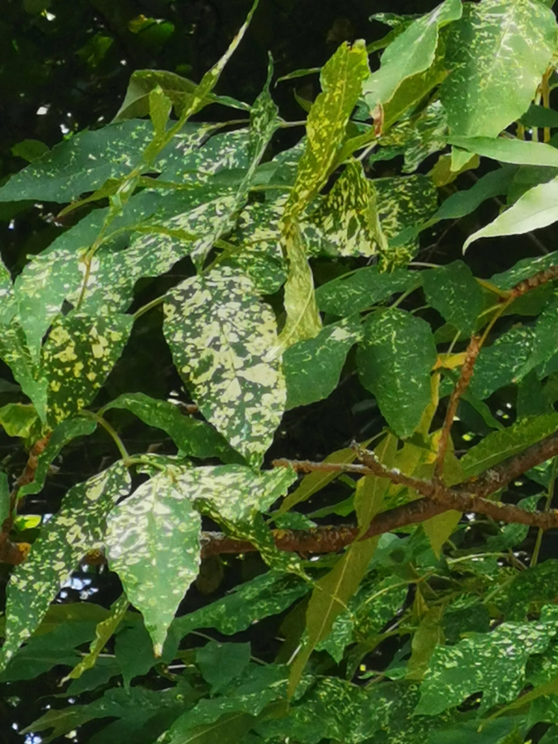 Fraxinus pennsylvanica 'Aucubaefolia' - Bad Kissingen - September 2025