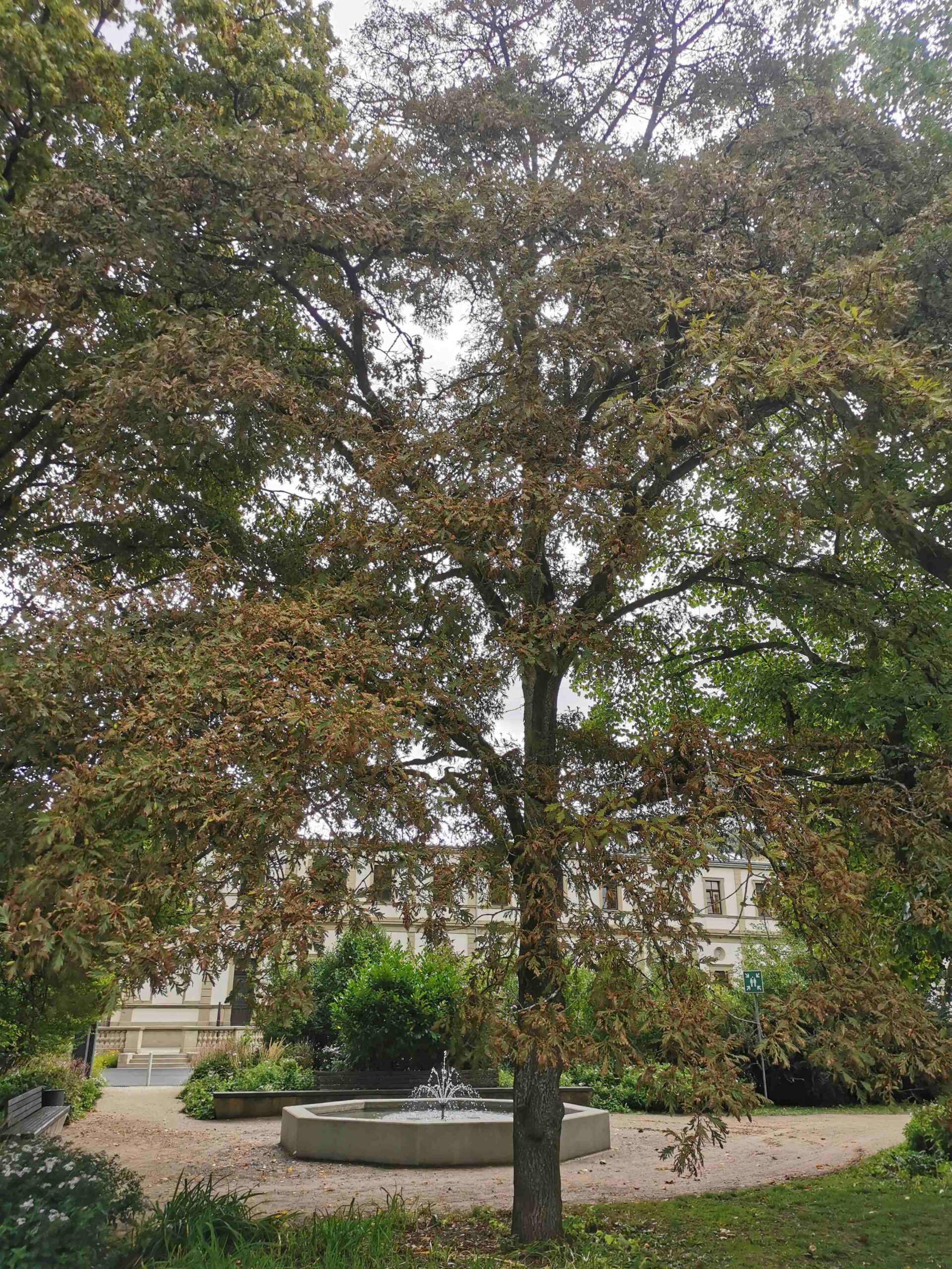 Quercus robur 'Pectinata' - Bad Kissingen - September 2025