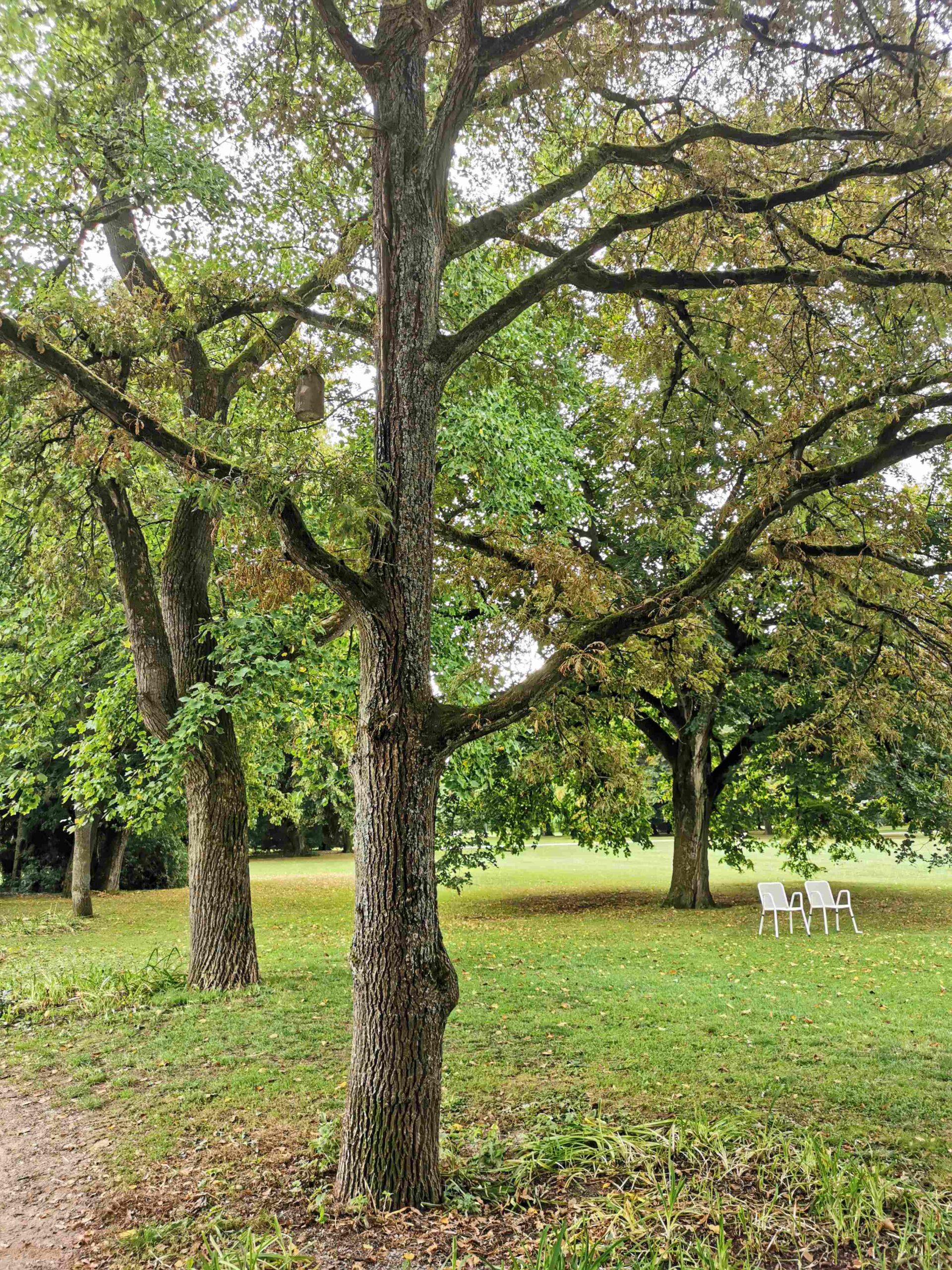 Quercus robur 'Pectinata' - Bad Kissingen - September 2025