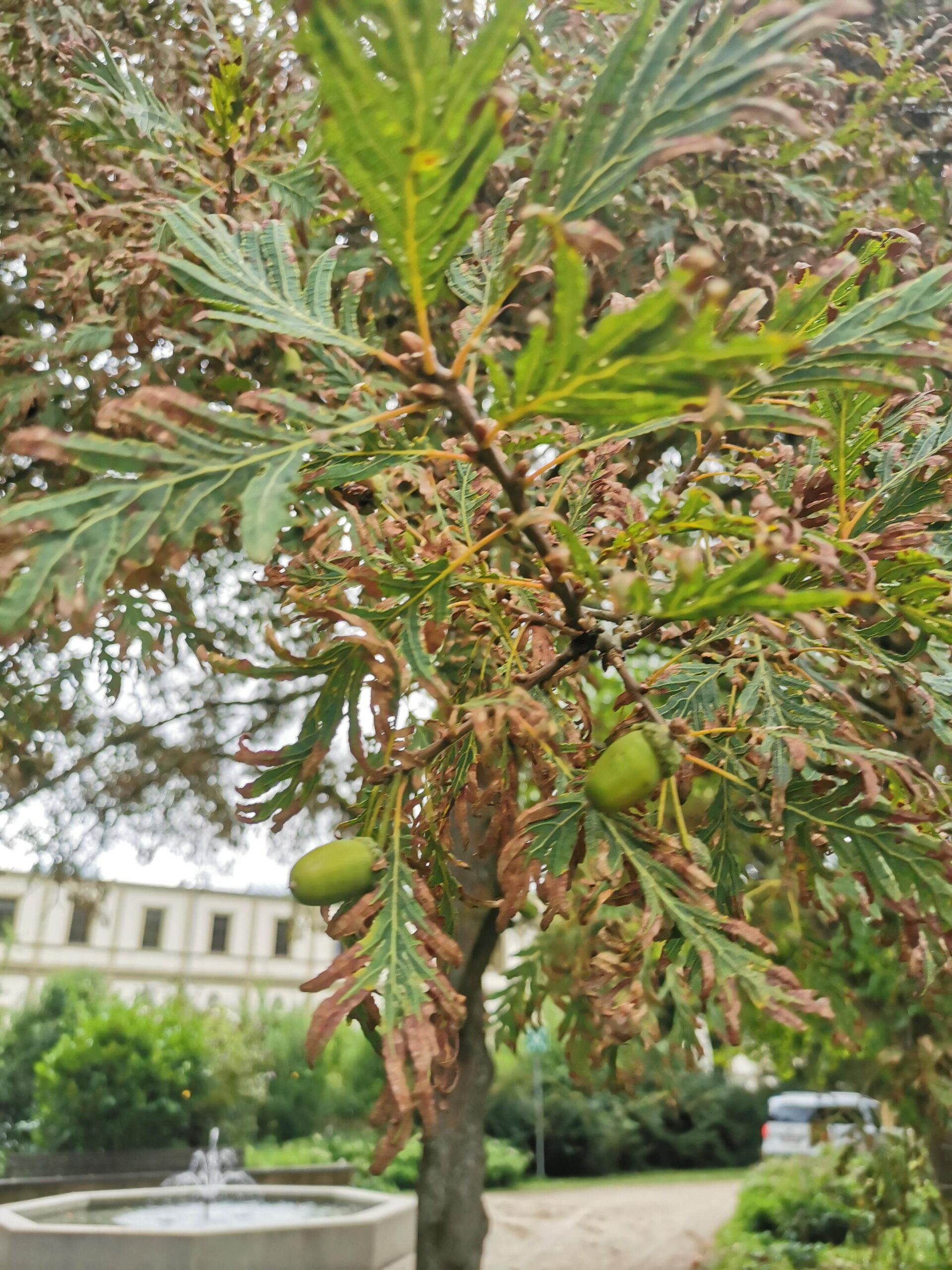 Quercus robur 'Pectinata' - Bad Kissingen - September 2025