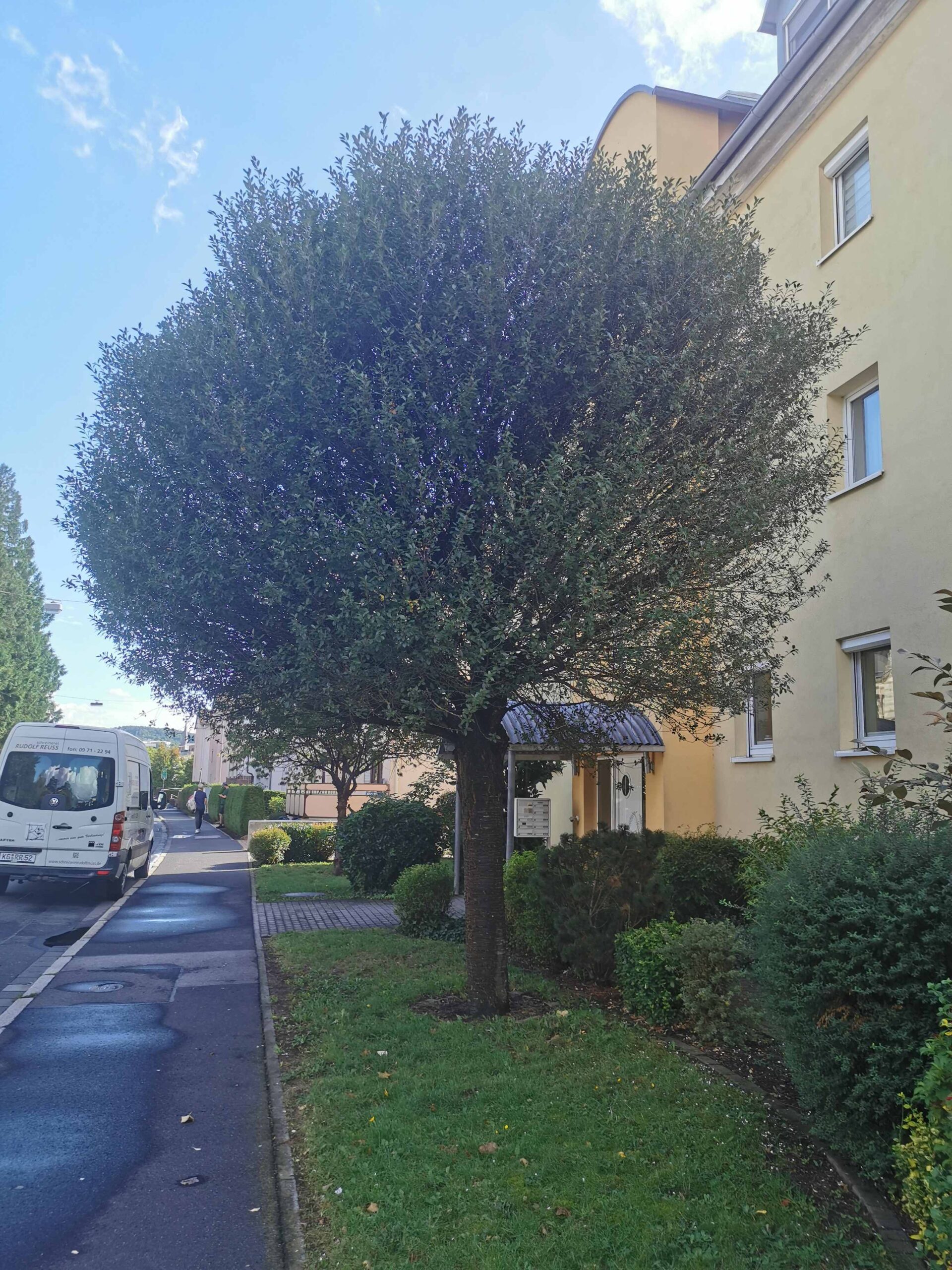 Prunus fruticosa 'Globosa' - Bad Kissingen - September 2025