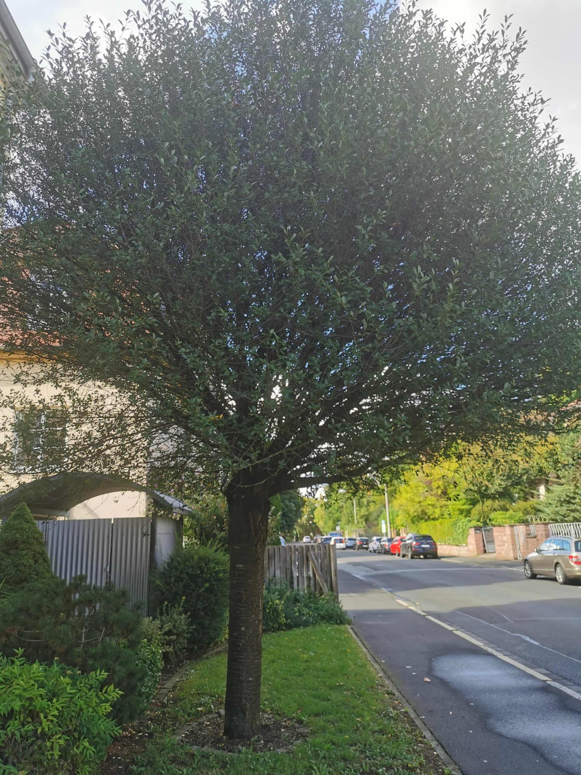 Prunus fruticosa 'Globosa' - Bad Kissingen - September 2025