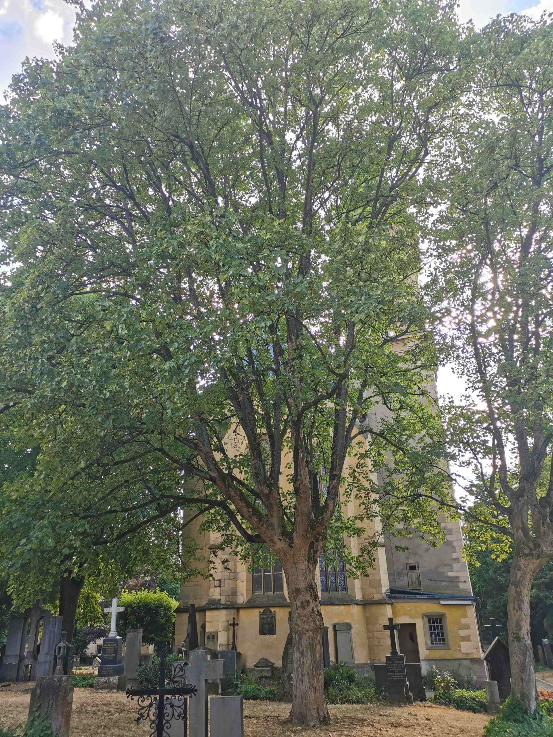 Acer pseudoplatanus 'Leopoldii' - Bad Kissingen - August 2022