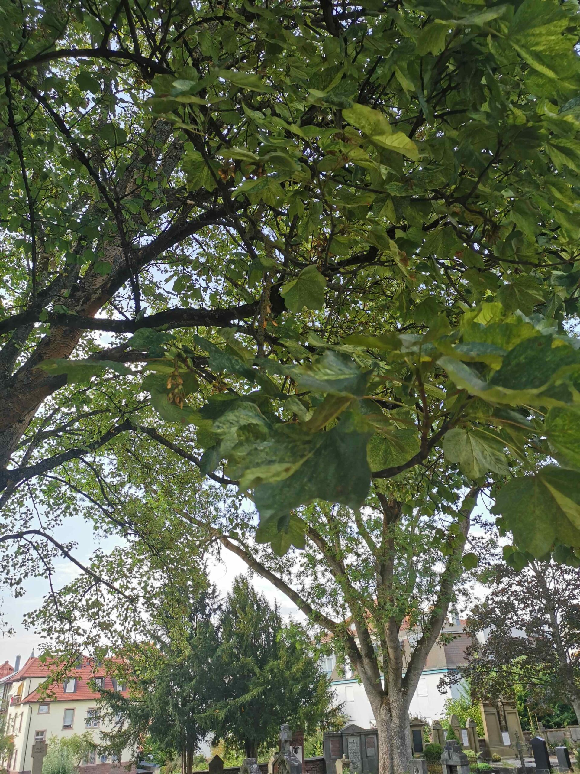 Acer pseudoplatanus 'Leopoldii' - Bad Kissingen - August 2022