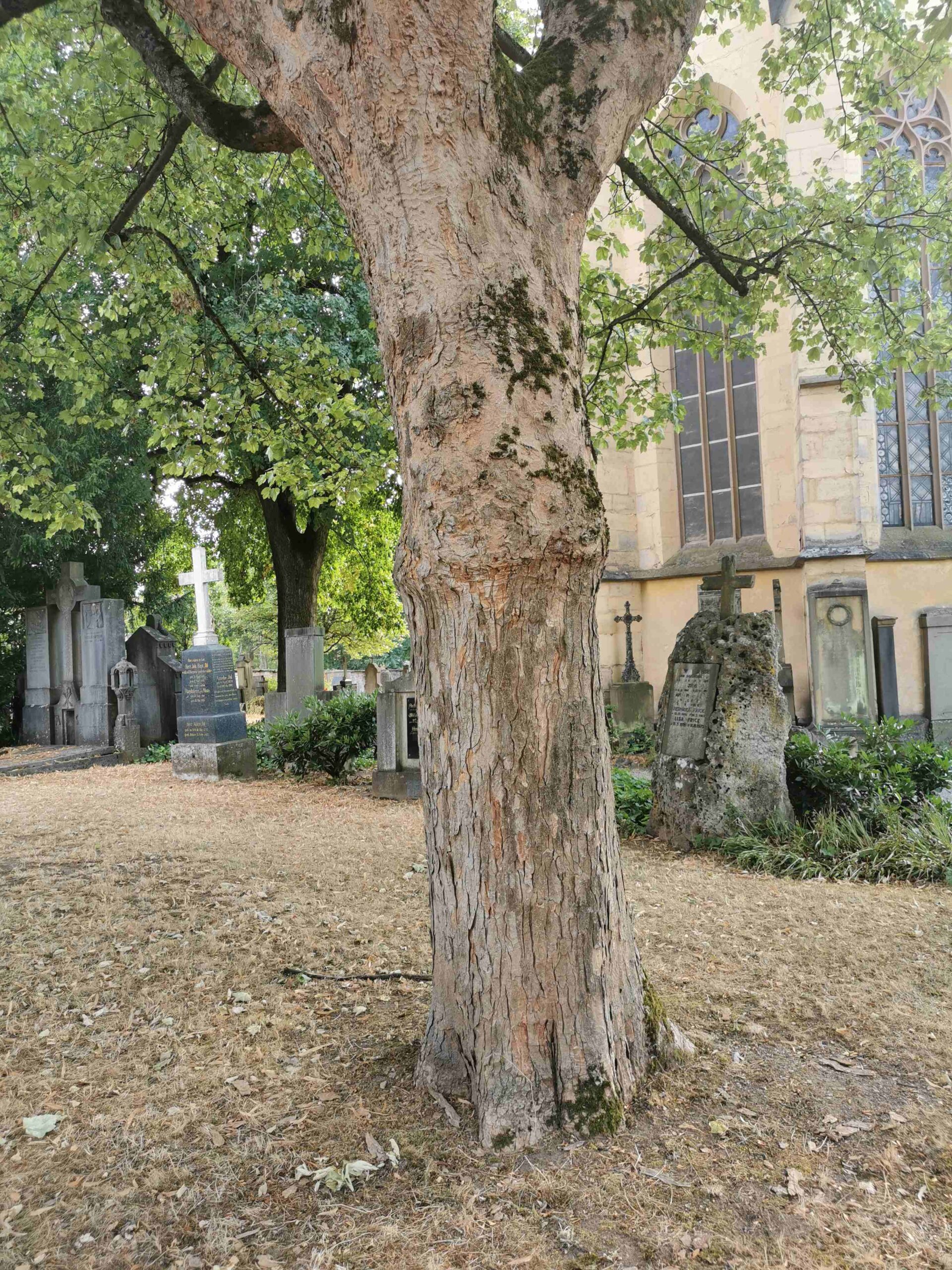 Acer pseudoplatanus 'Leopoldii' - Bad Kissingen - August 2022