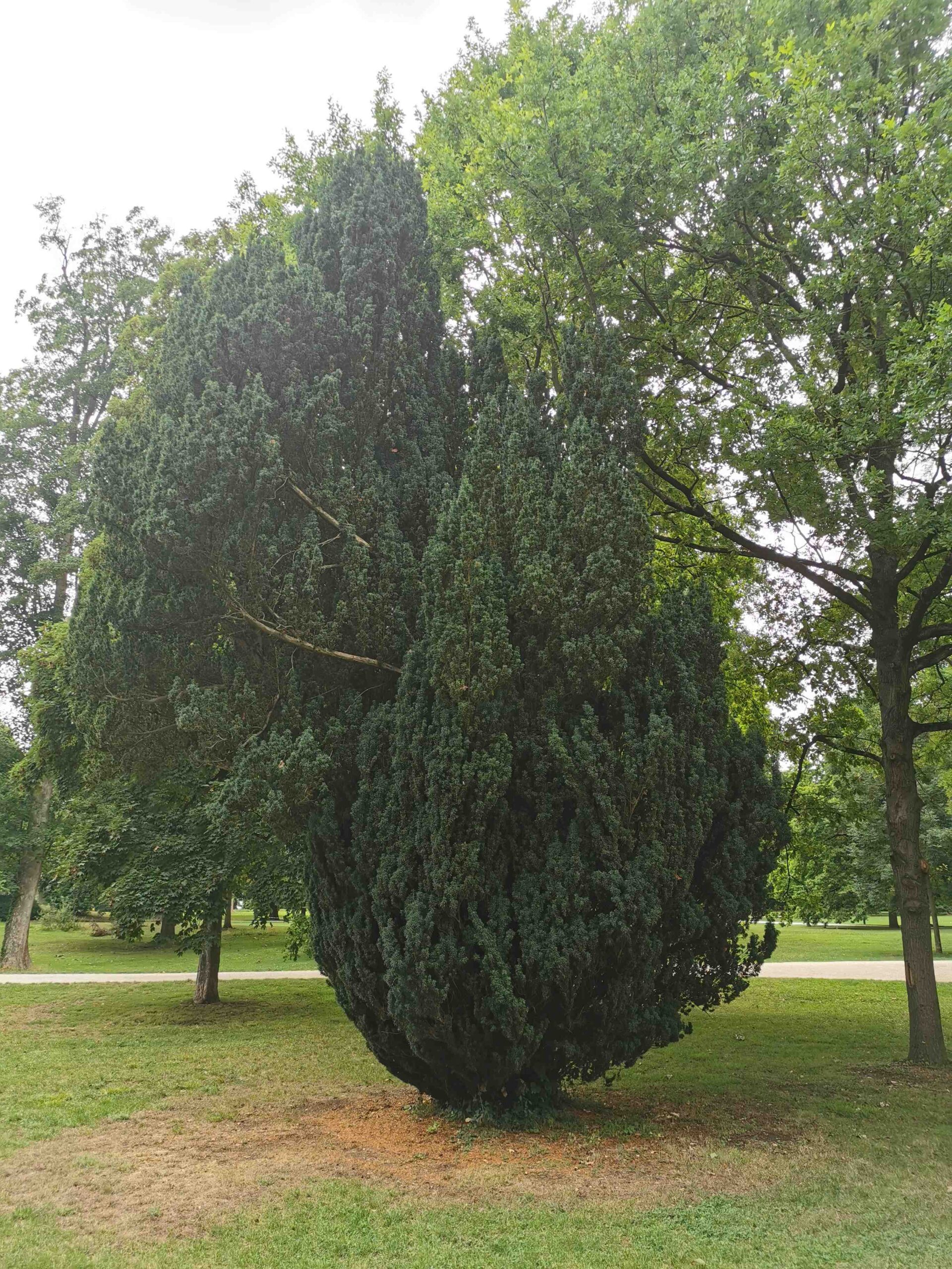 'Fastigiata' baccata Taxus