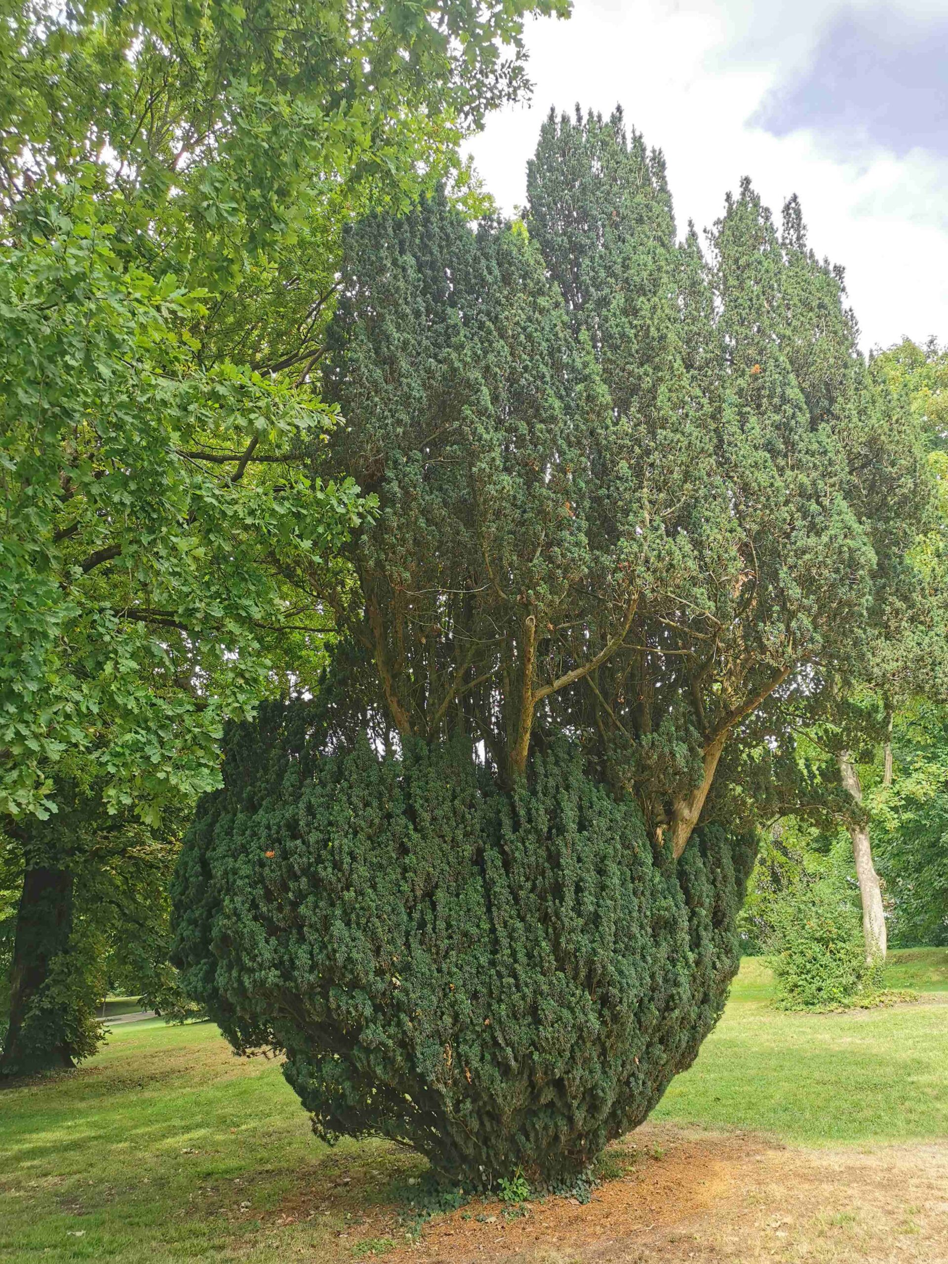 Taxus baccata 'Fastigiata' - Wiesbaden - Juli 2025