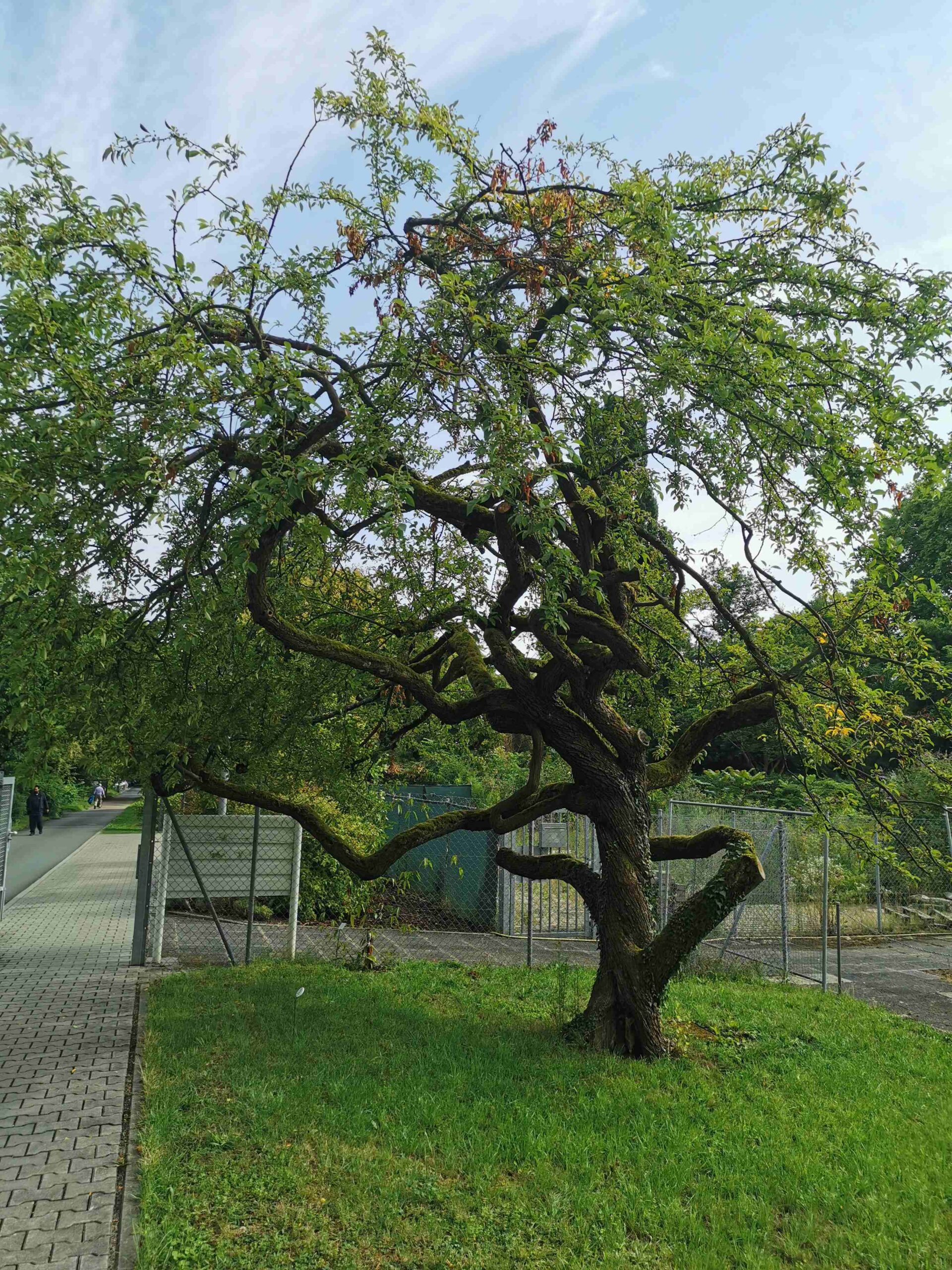 'Hillieri' keine Artzuordnung Malus