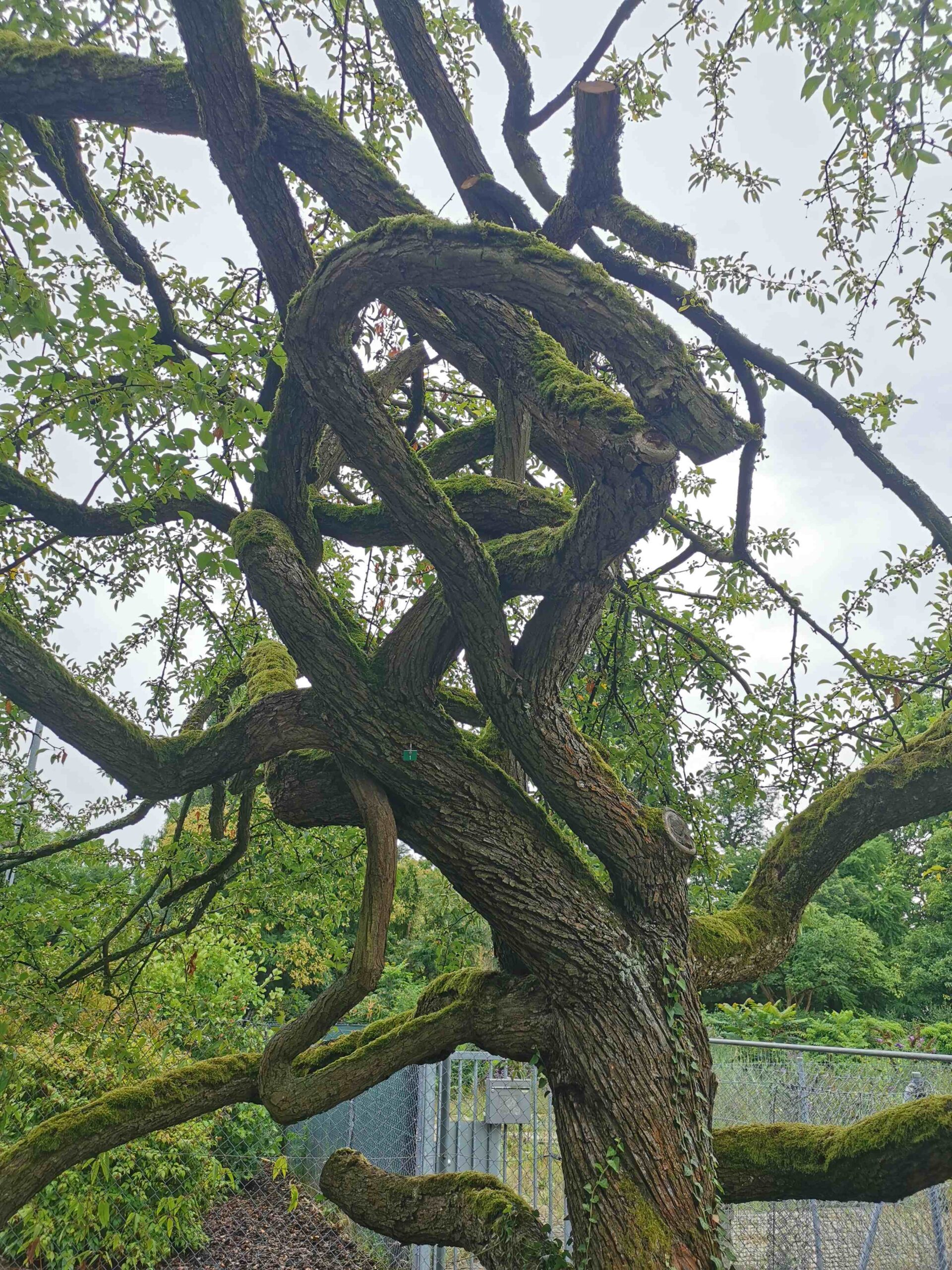 Malus 'Hillieri' - Frankfurt, Botanischer Garten - Juli 2025