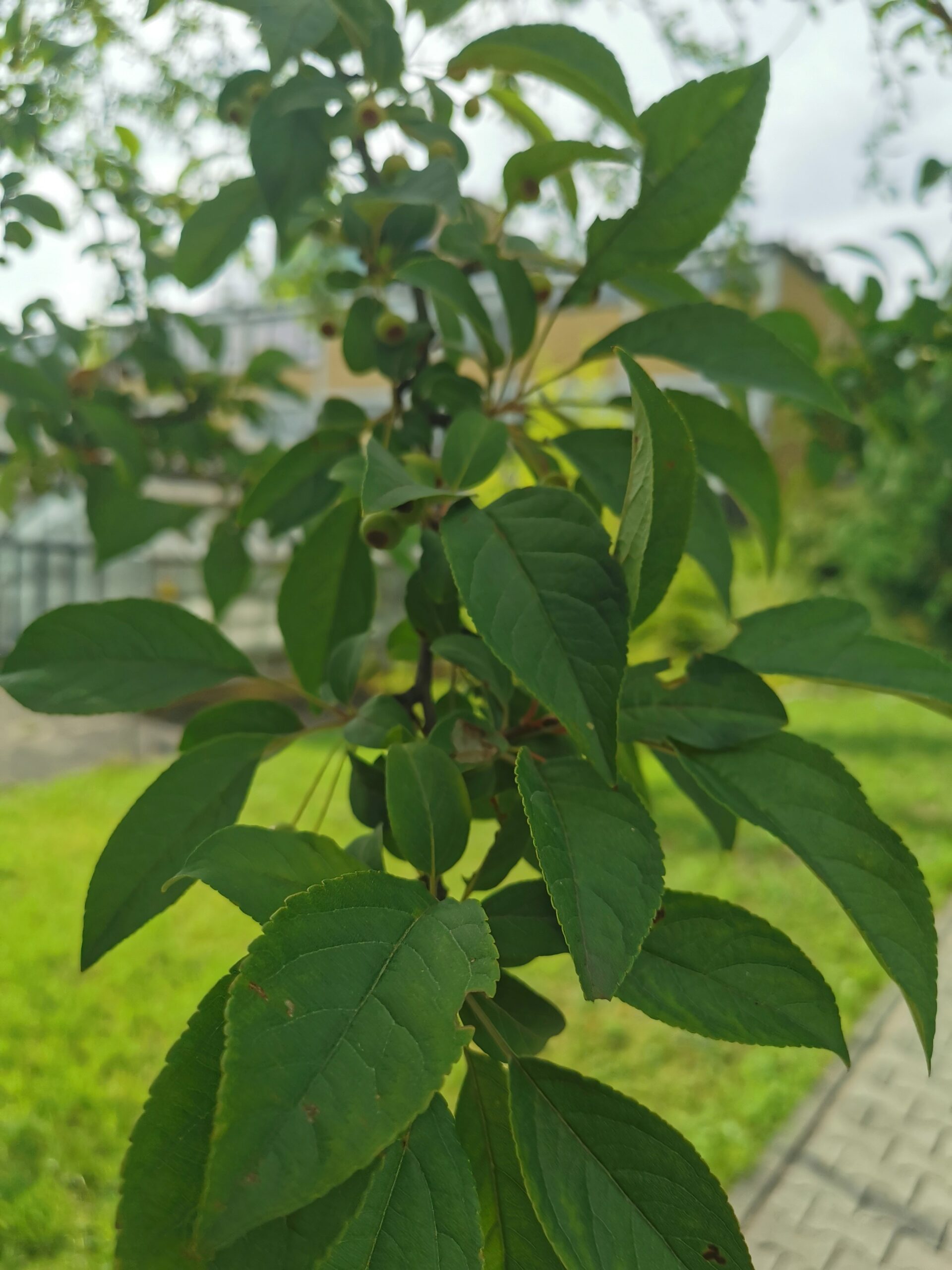 Malus 'Hillieri' - Frankfurt, Botanischer Garten - Juli 2025