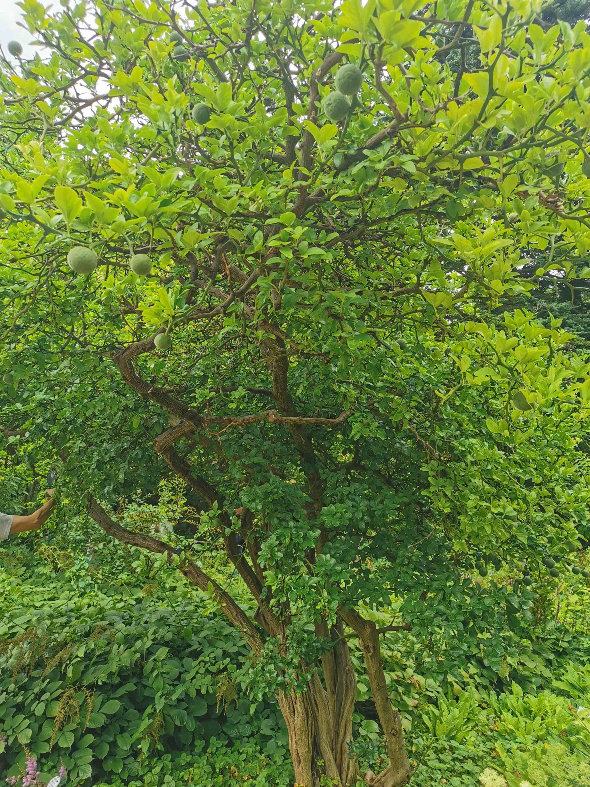 Citrus trifoliata