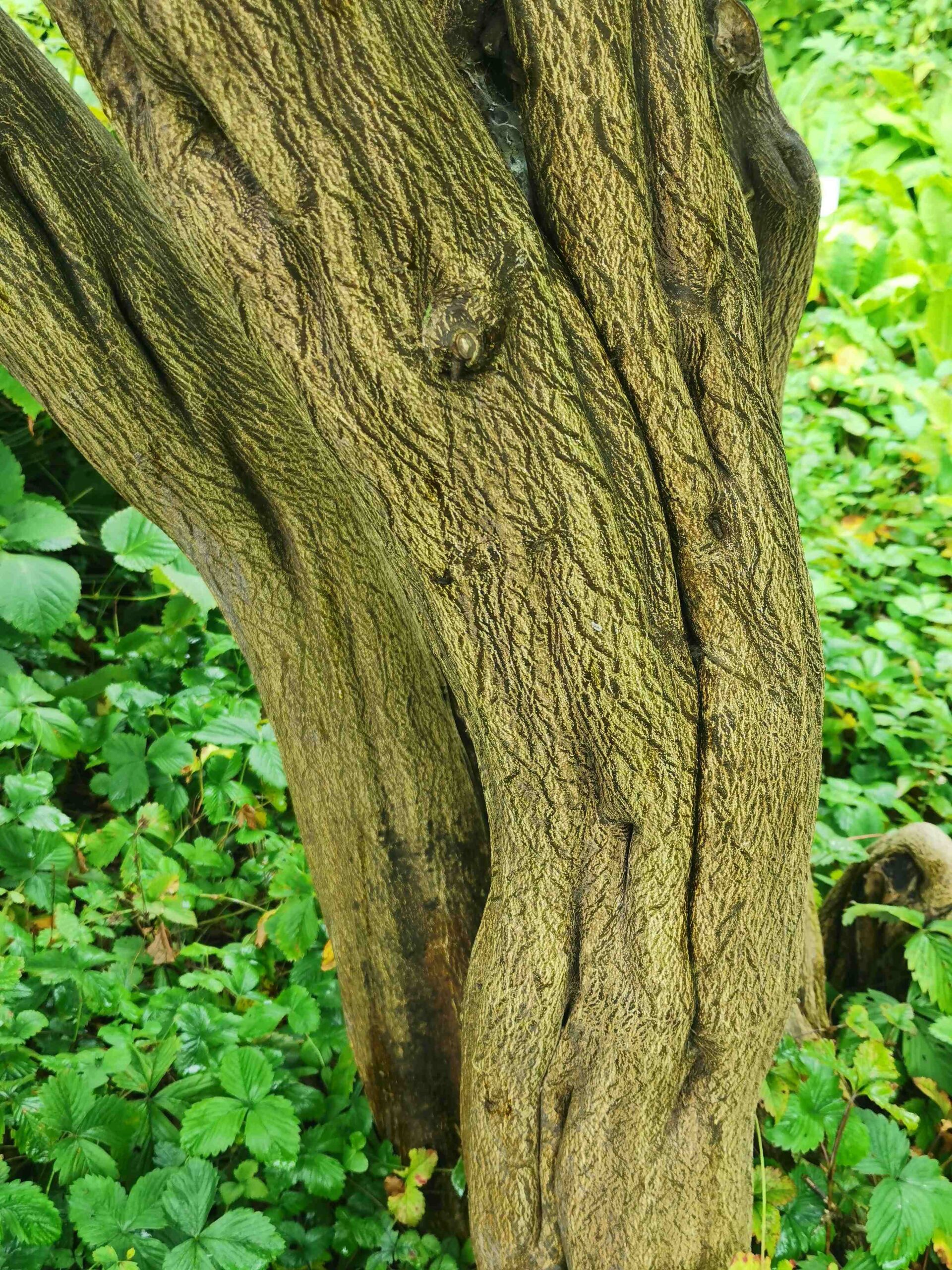 Citrus trifoliata - Frankfurt, Botanischer Garten - Juli 2025