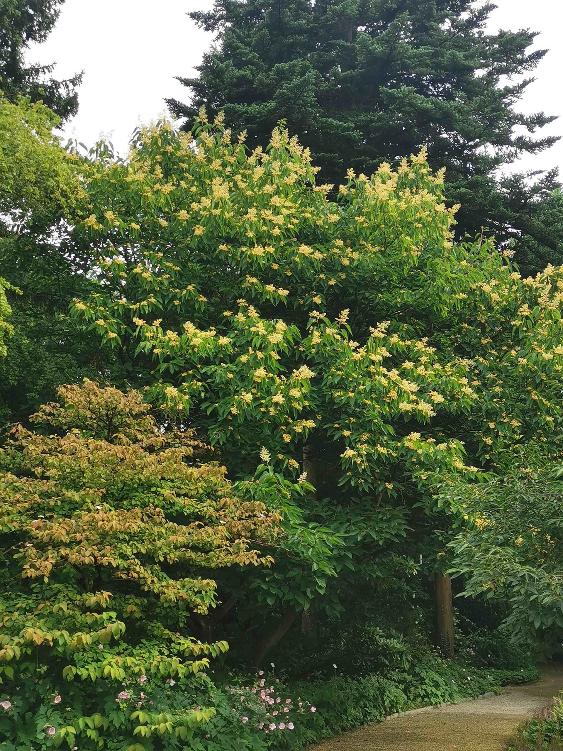 Poliothyrsis sinensis