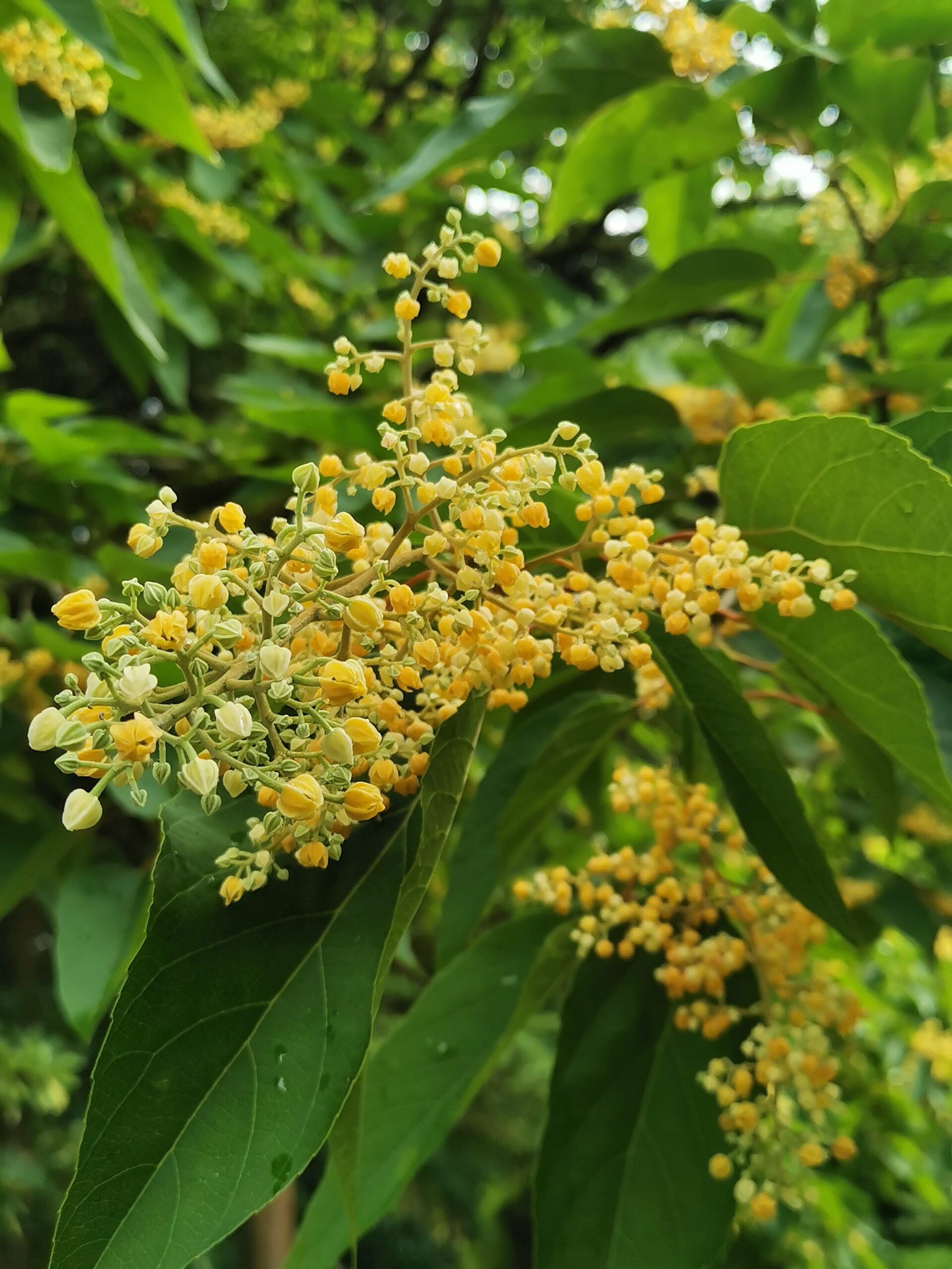 Poliothyrsis sinensis - Frankfurt, Botanischer Garten - Juli 2025