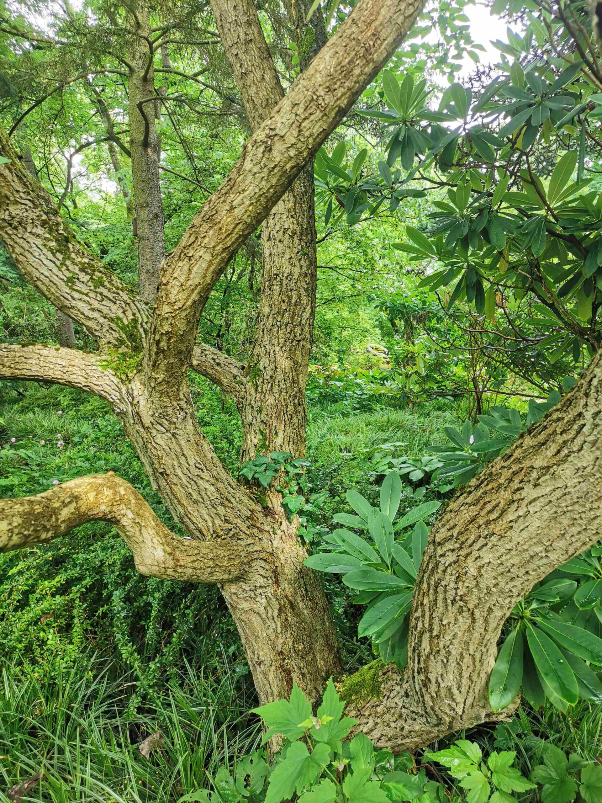 Poliothyrsis sinensis - Frankfurt, Botanischer Garten - Juli 2025