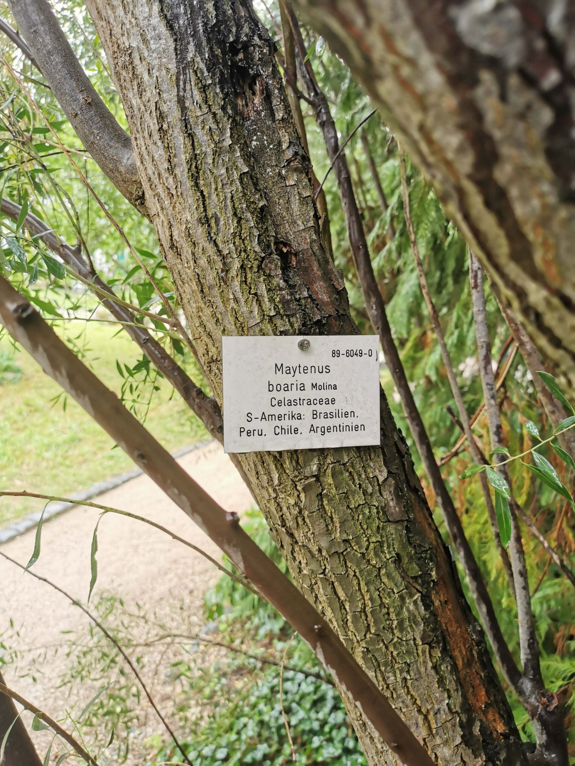 Maytenus boaria - Frankfurt, Palmengarten - Juli 2025