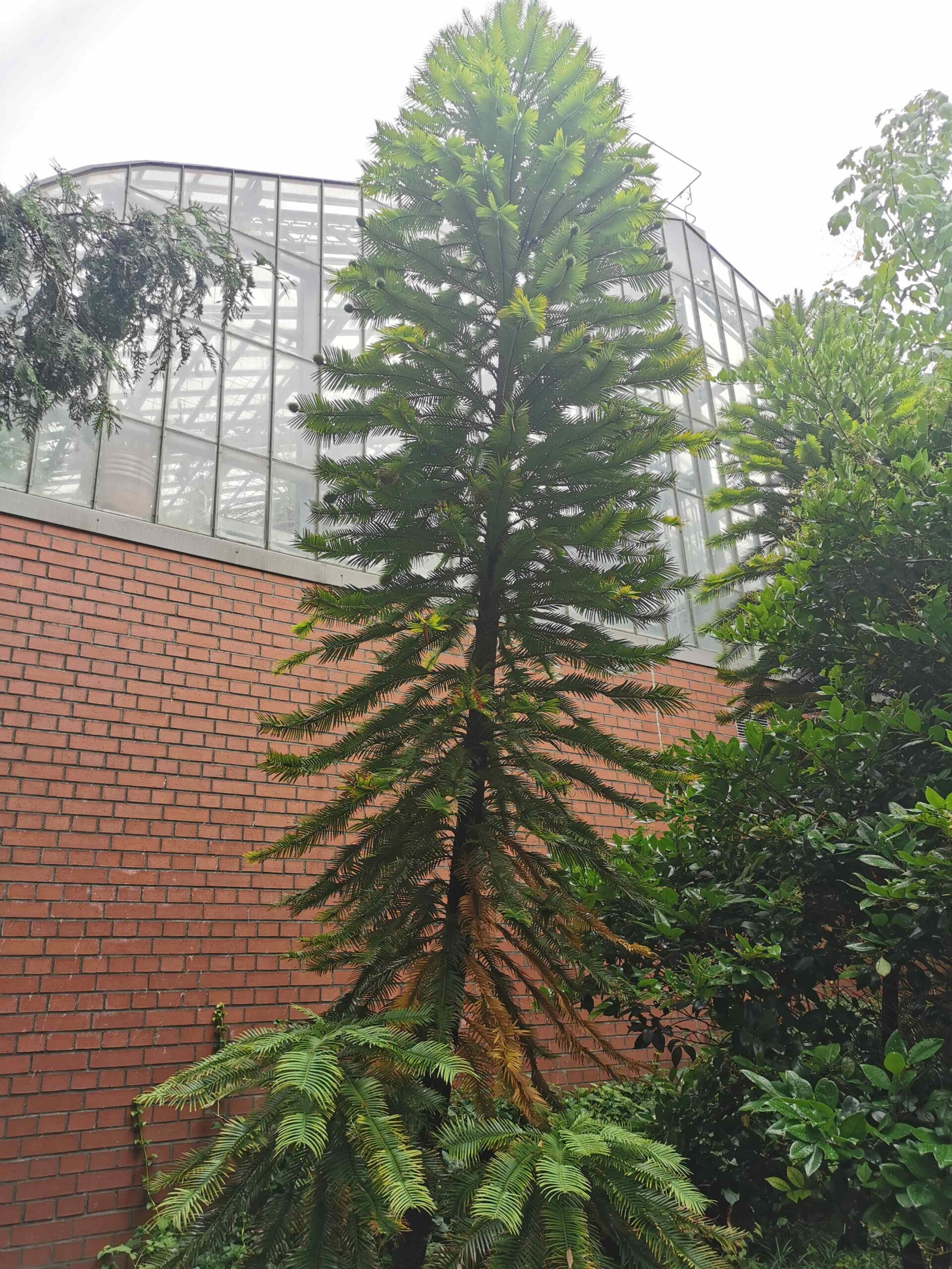 nobilis Wollemia