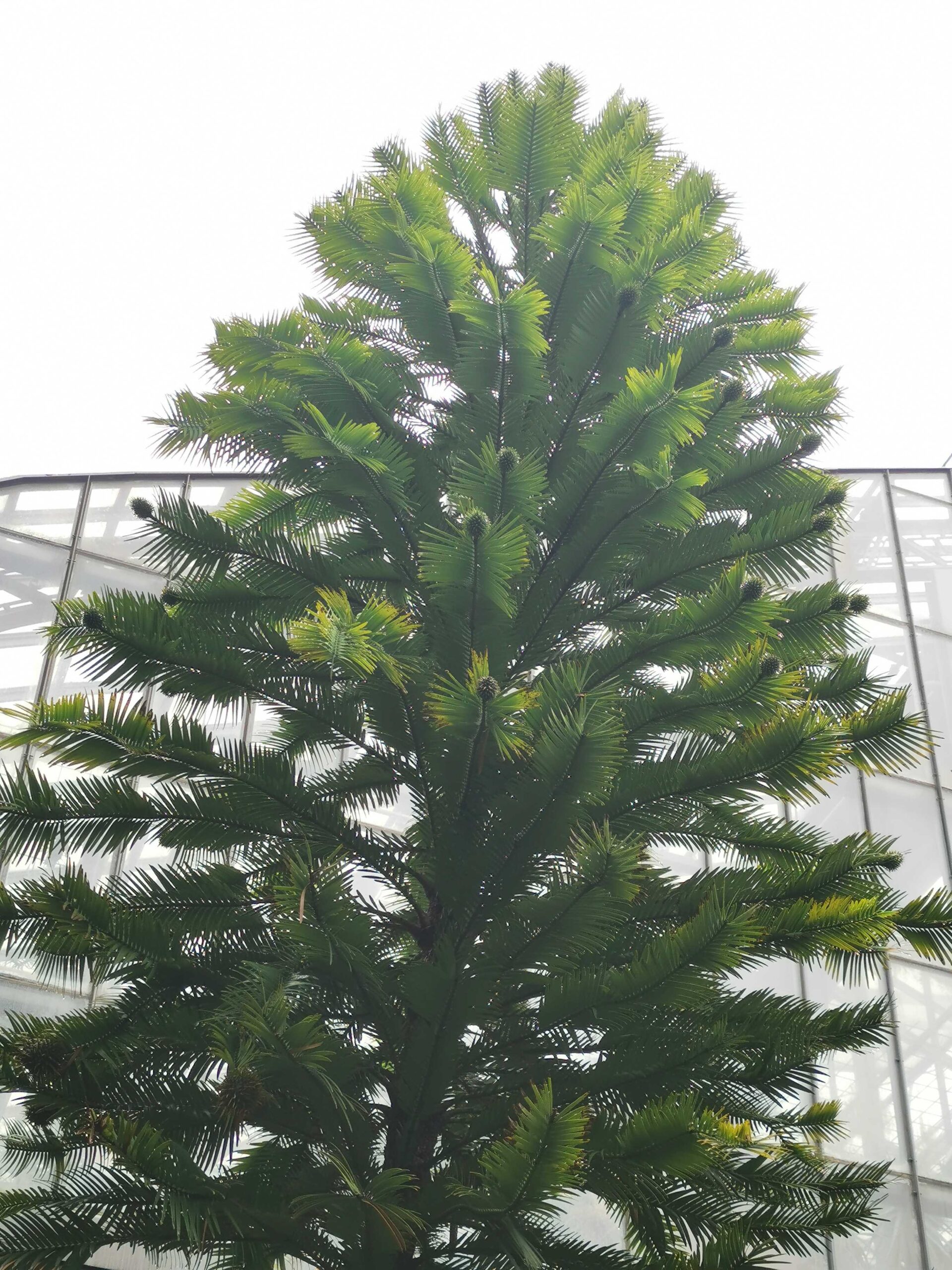 Wollemia nobilis - Frankfurt, Palmengarten - Juli 2025
