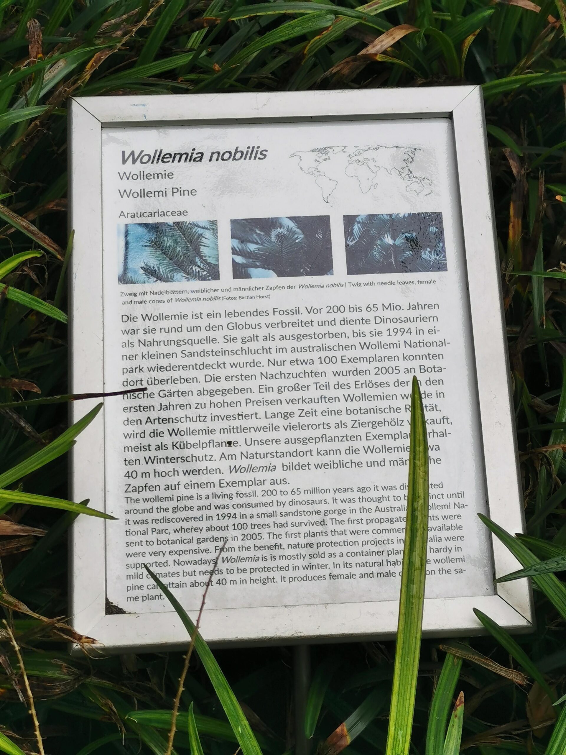 Wollemia nobilis - Frankfurt, Palmengarten - Juli 2025