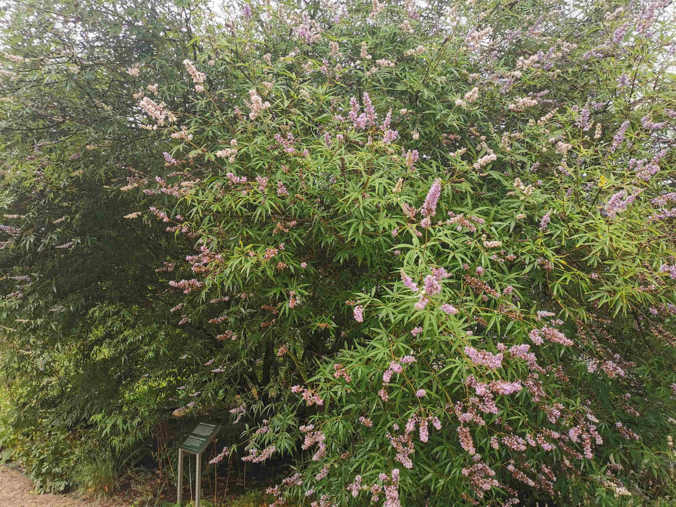agnus-castus Vitex