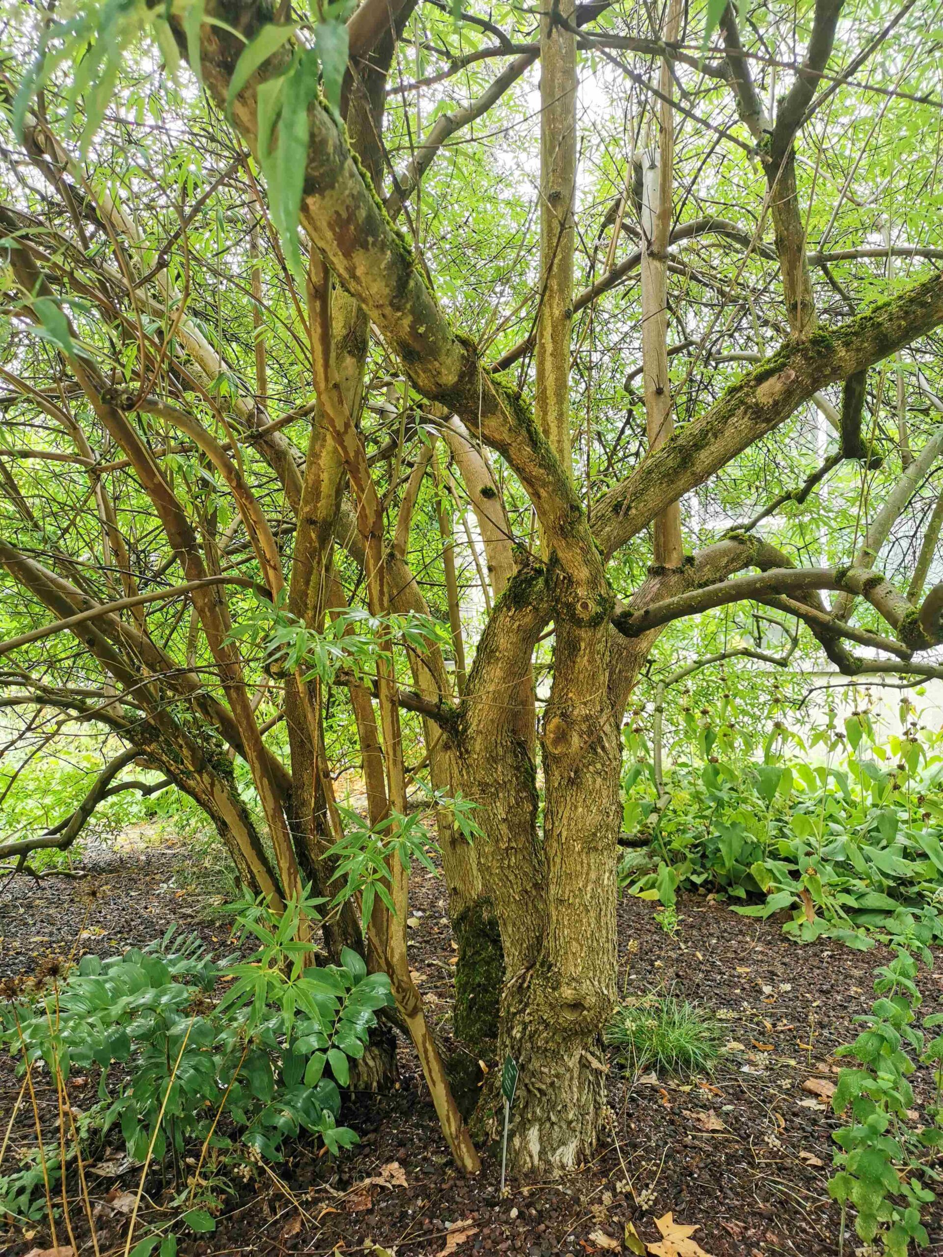 Vitex agnus-castus - Frankfurt, Palmengarten - Juli 2025