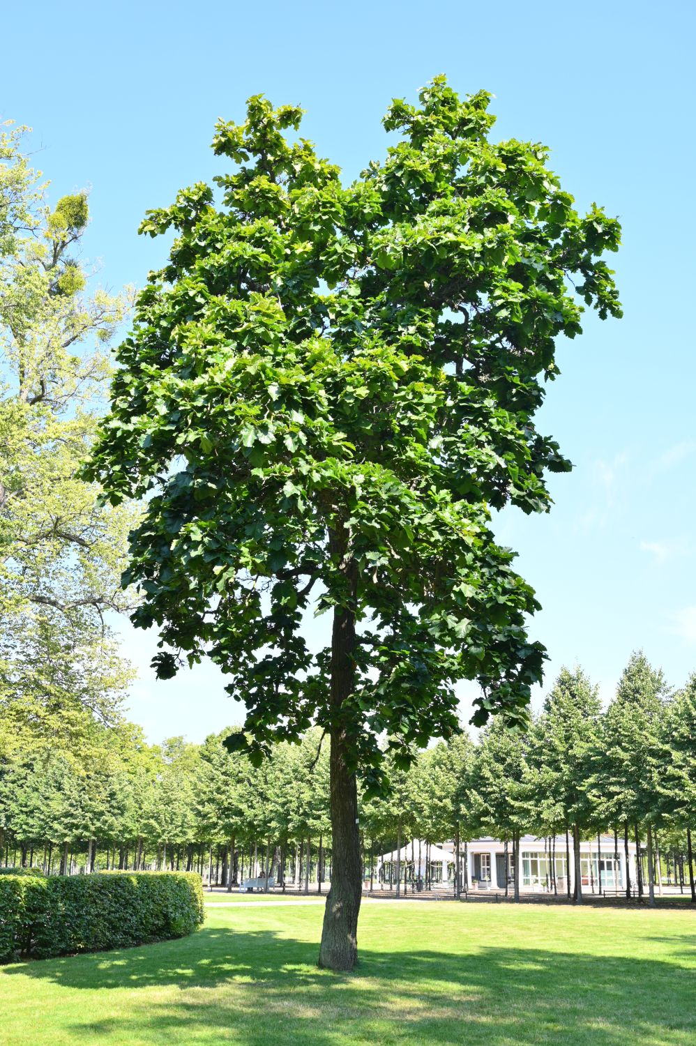 Quercus dentata, Kaiser-Eiche - Schlosspark Schwerin - 2020