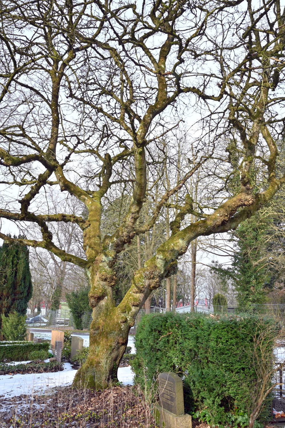 'Palmatifidum' Acer platanoides