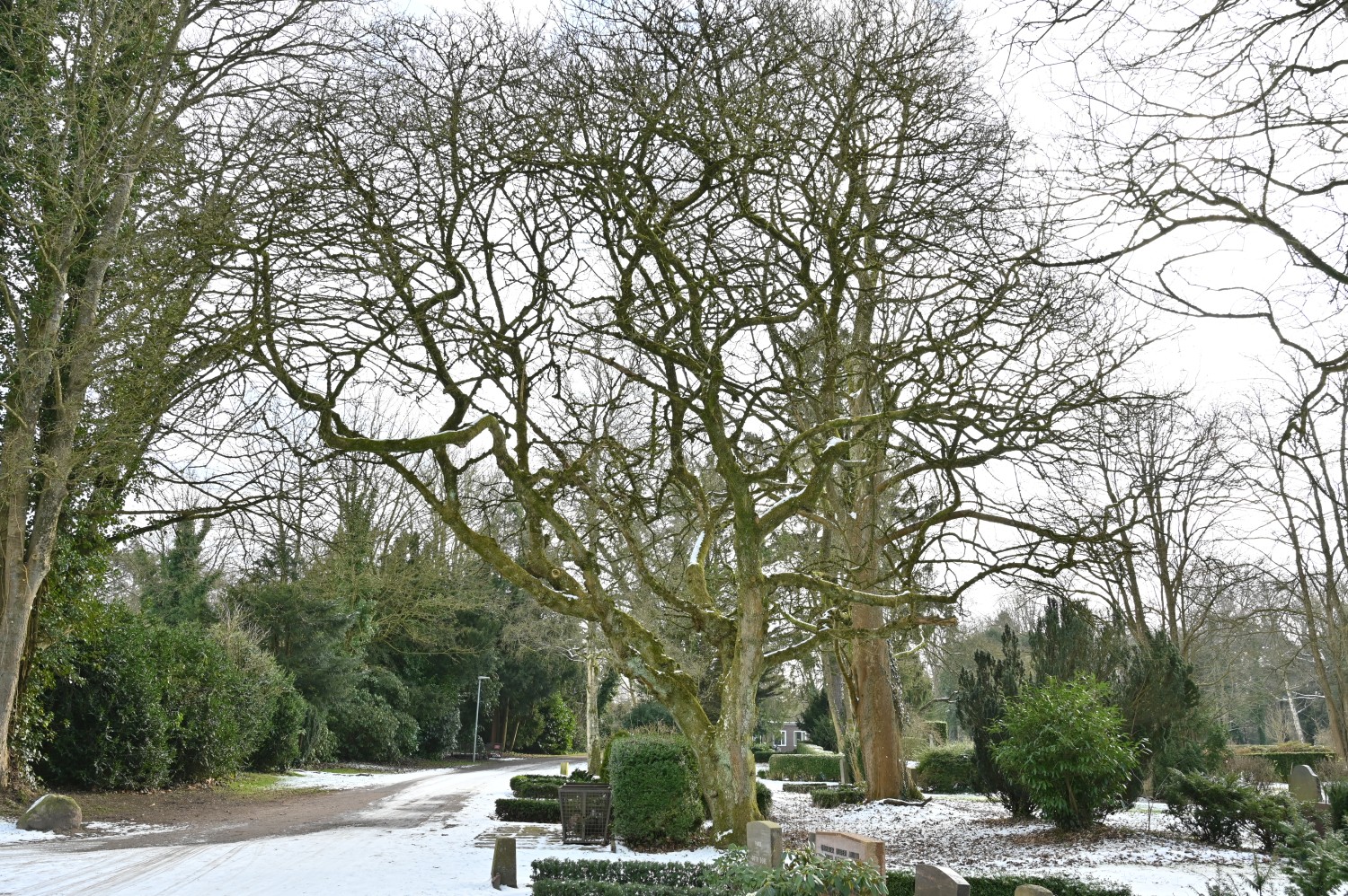 Acer platanoides 'Palmatifidum' - Parkfriedhof Eichhof, Kronshagen - Februar 2025