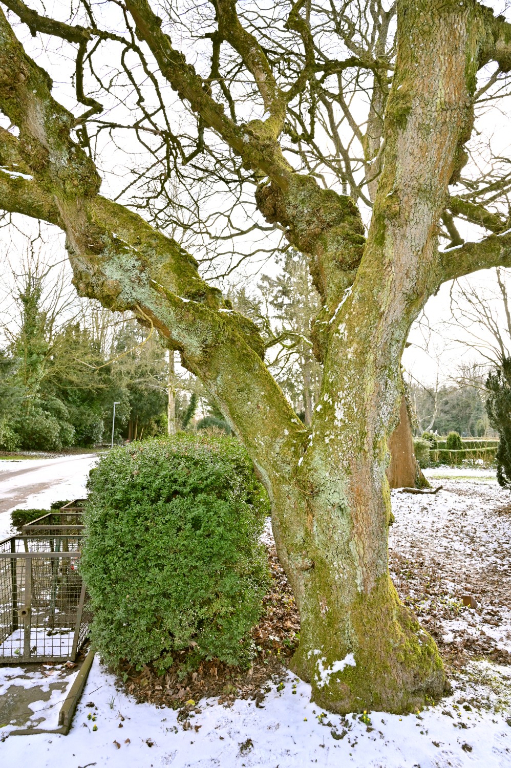 Acer platanoides 'Palmatifidum' - Parkfriedhof Eichhof, Kronshagen - Februar 2025