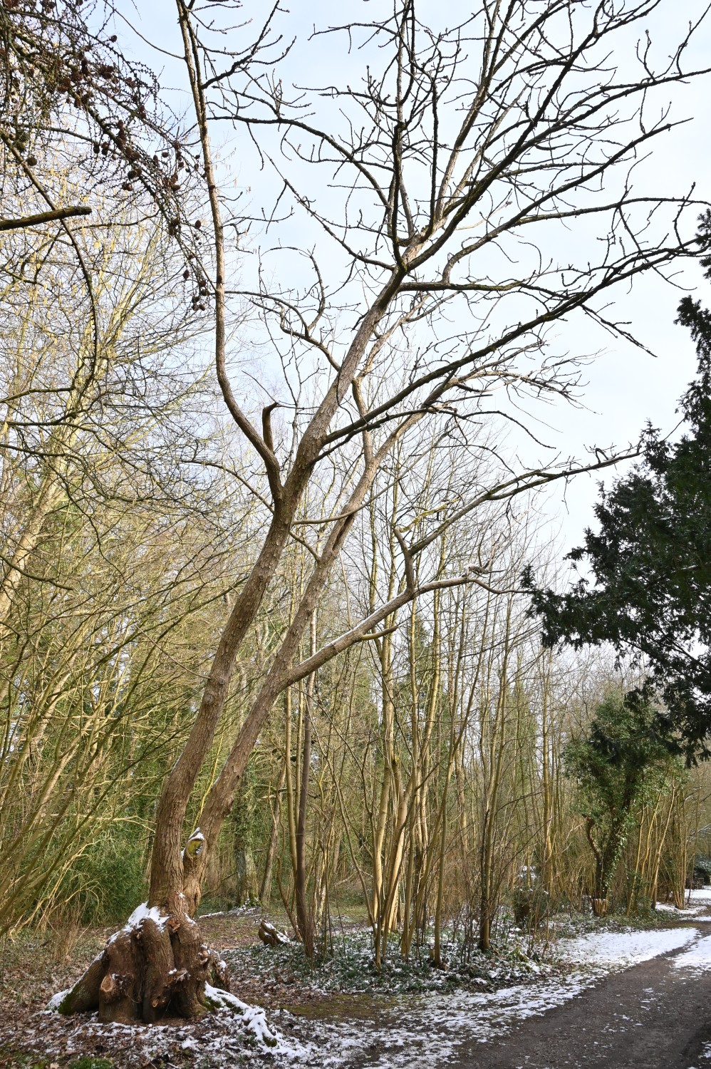lasiocarpa Populus