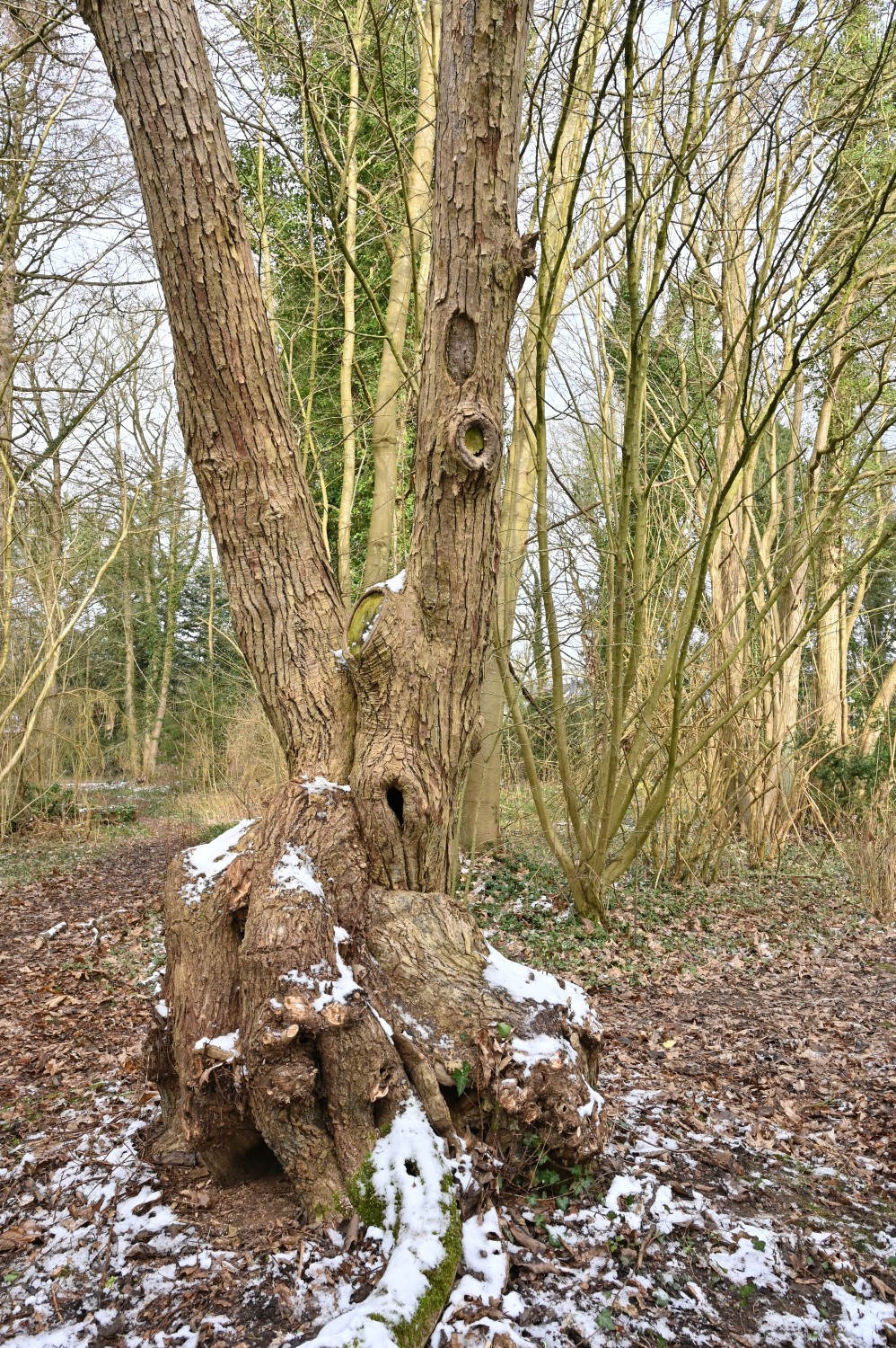 Populus lasiocarpa - Parkfriedhof Eichhof, Kronshagen - Februar 2025
