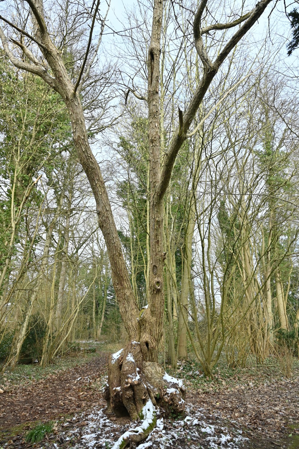 Populus lasiocarpa - Parkfriedhof Eichhof, Kronshagen - Februar 2025
