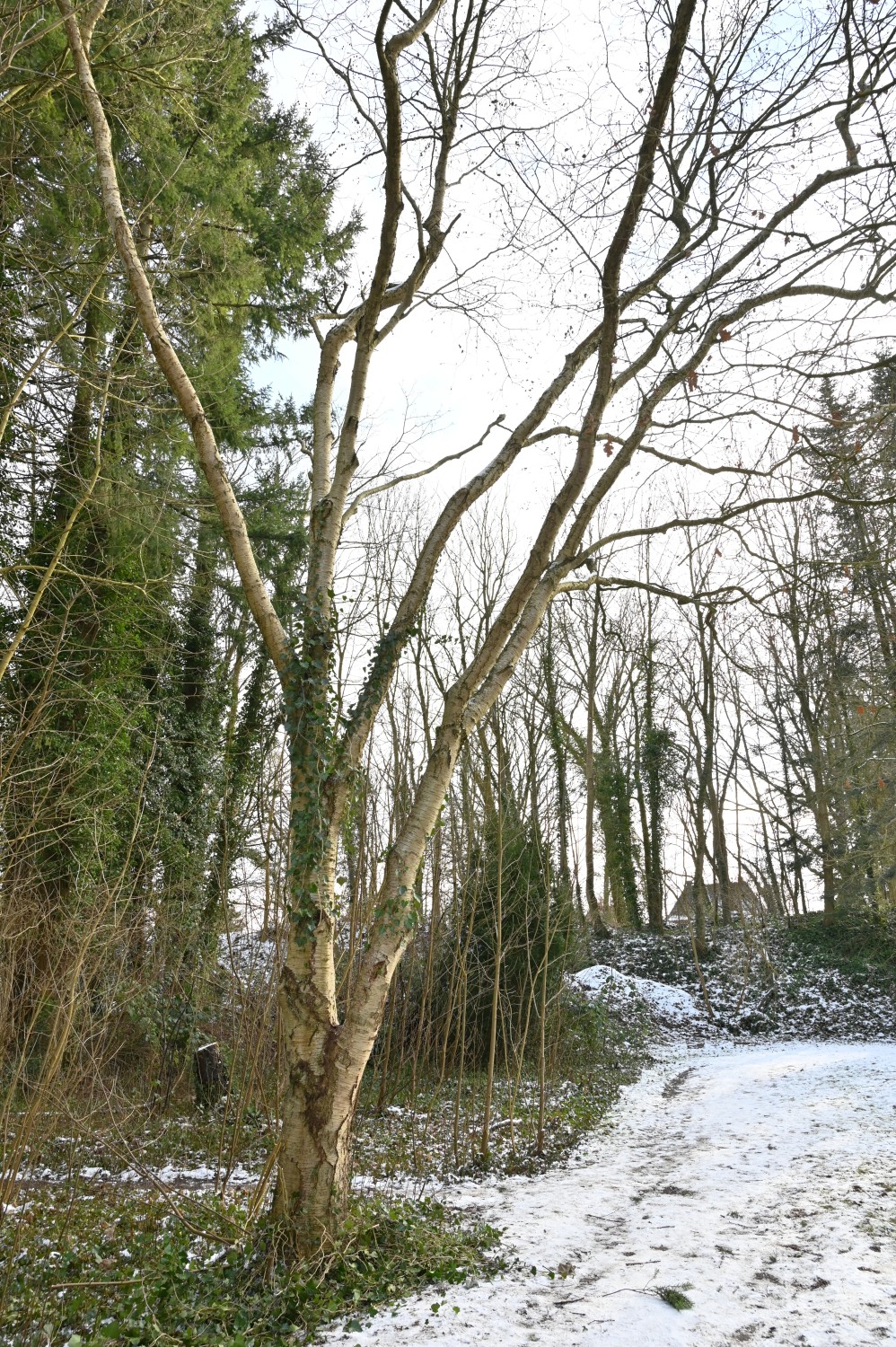 alleghaniensis Betula